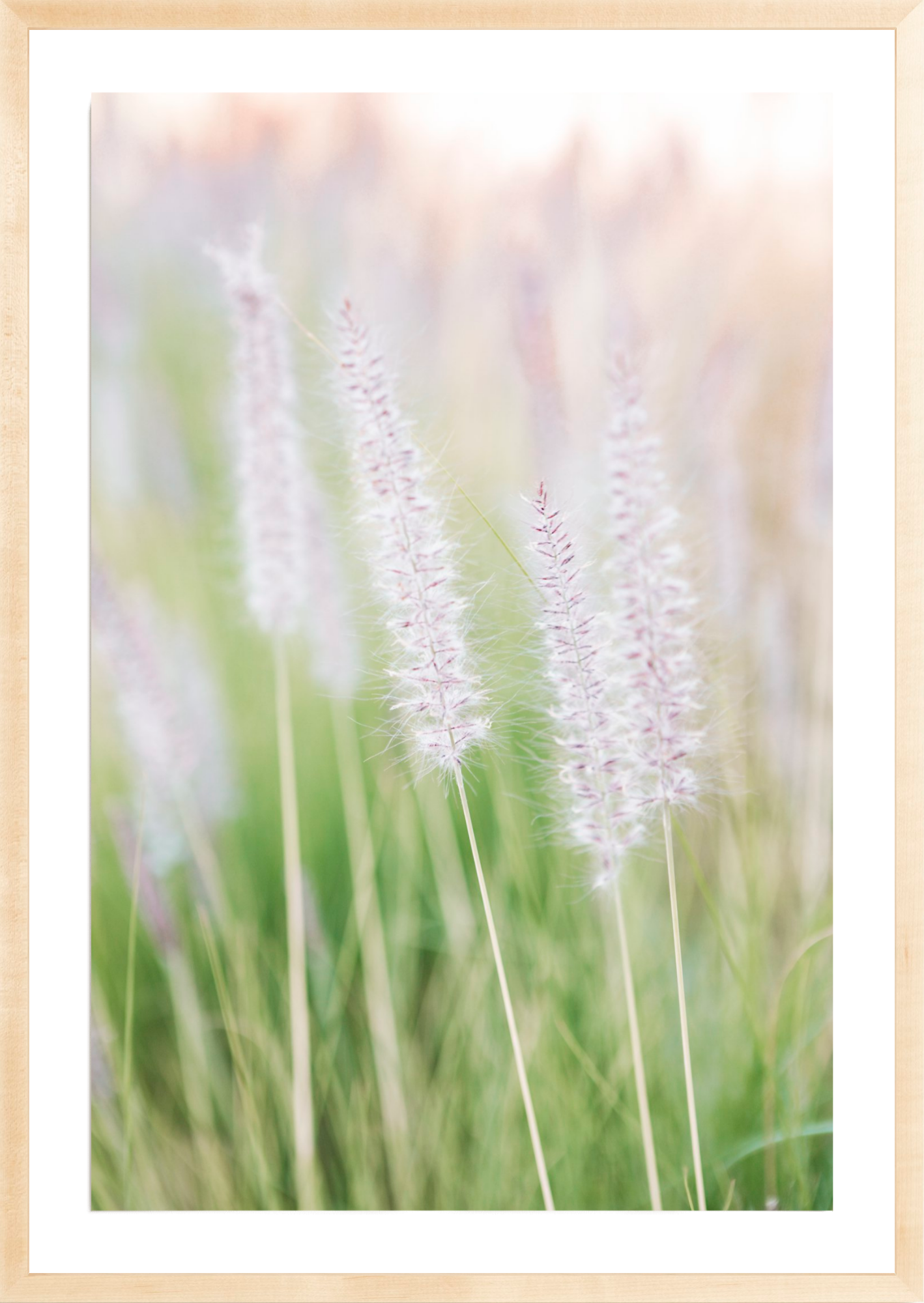Lavender No.2, Jules Frazier Fine Art Photograph