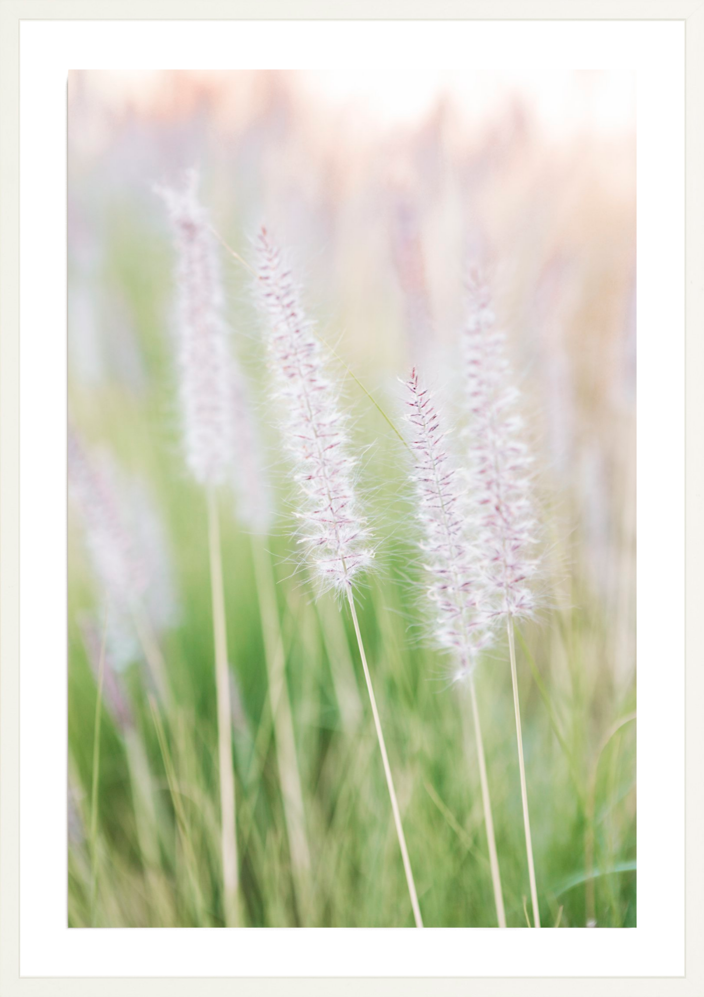 Lavender No.2, Jules Frazier Fine Art Photograph