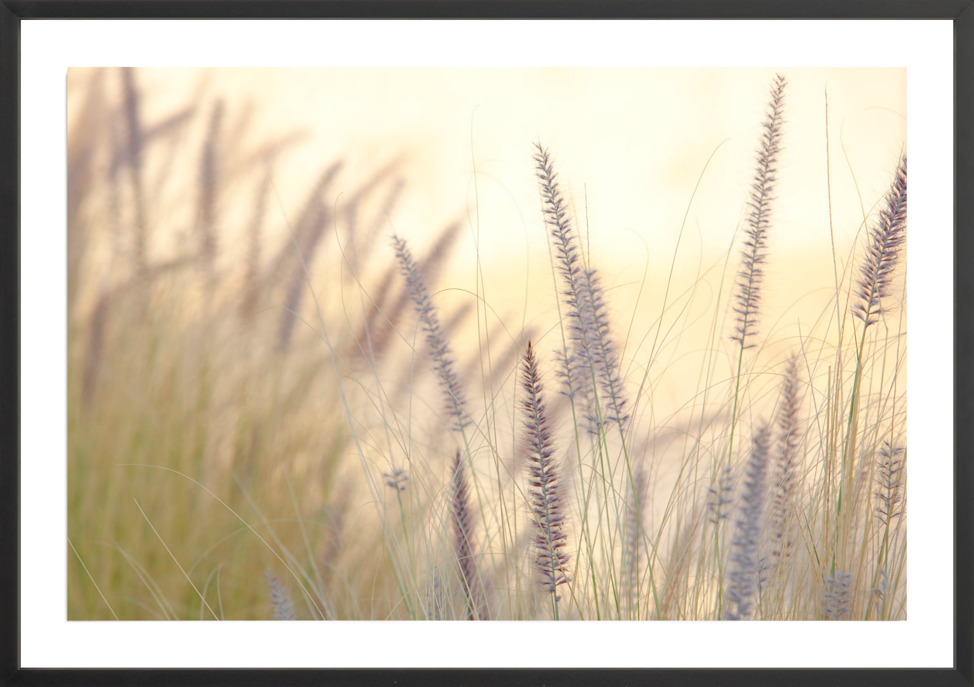 Lavender No.3, Jules Frazier Fine Art Photograph