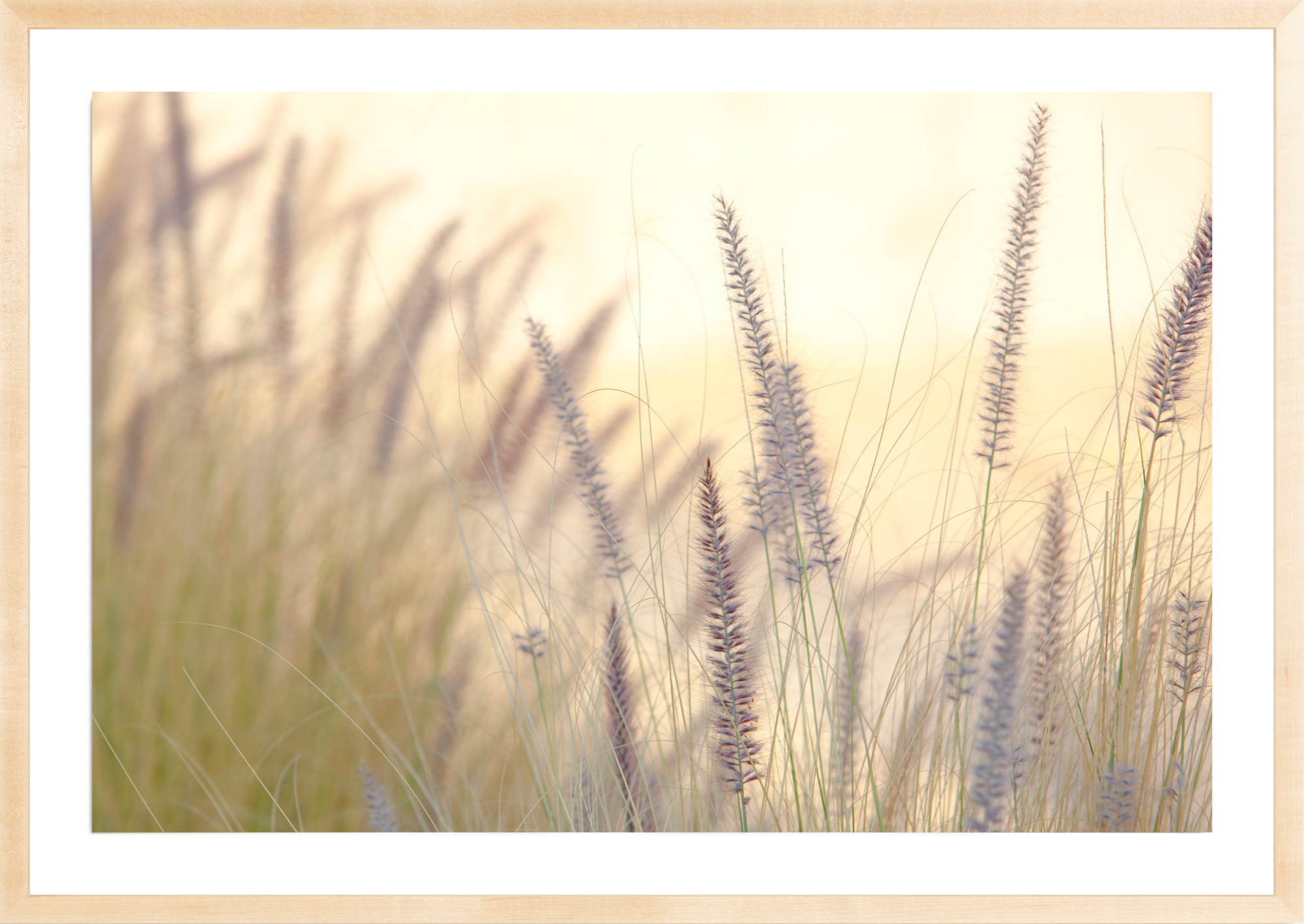 Lavender No.3, Jules Frazier Fine Art Photograph