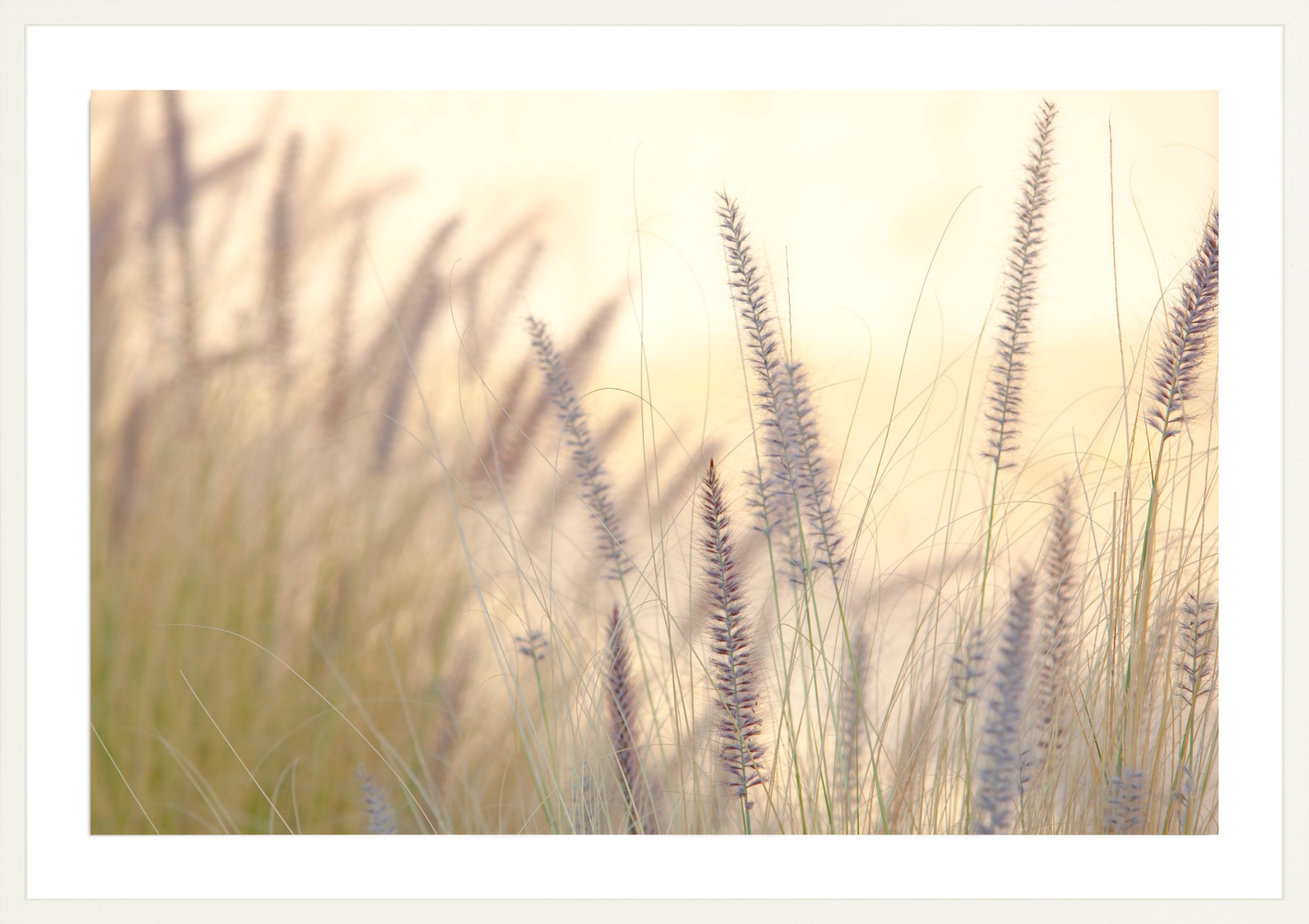 Lavender No.3, Jules Frazier Fine Art Photograph