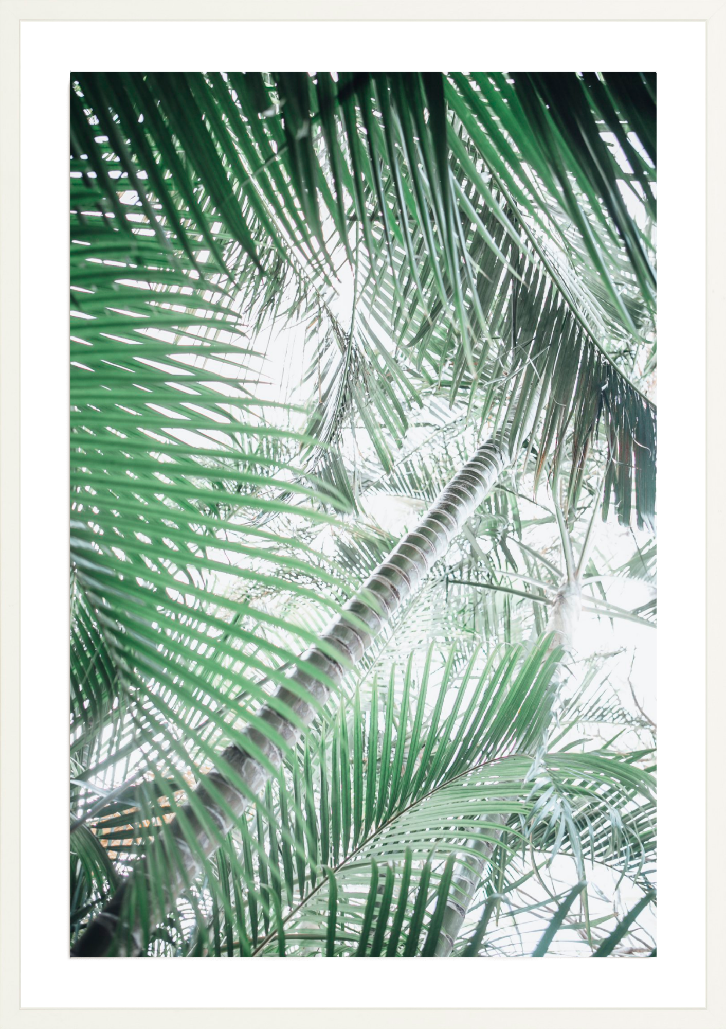 Paia Palms 1, Jules Frazier Fine Art Photograph
