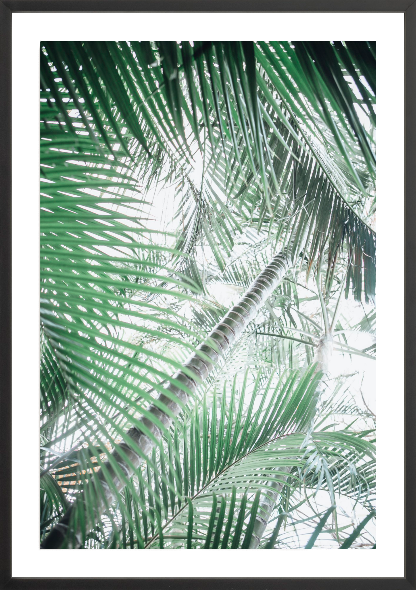 Paia Palms 1, Jules Frazier Fine Art Photograph