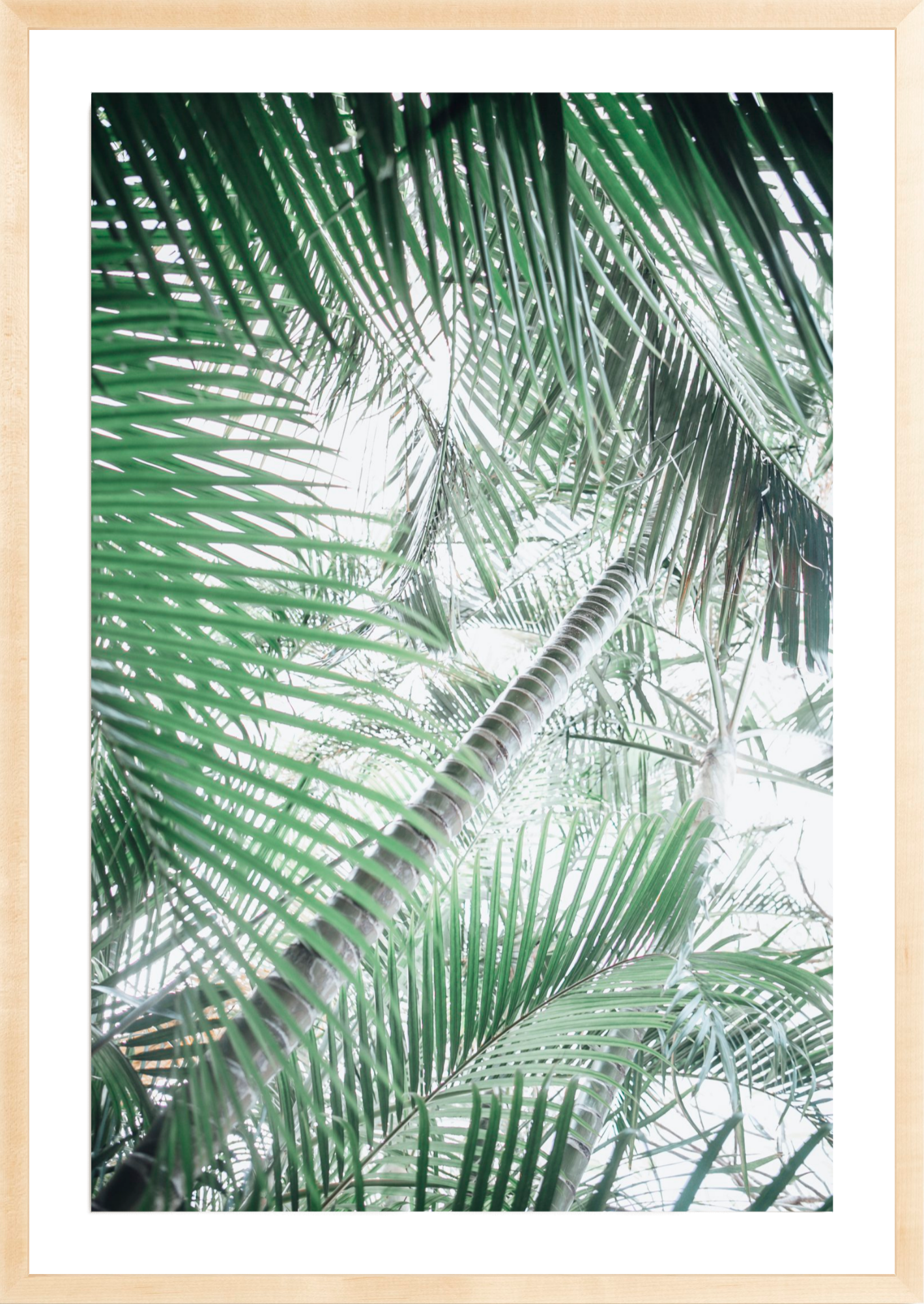 Paia Palms 1, Jules Frazier Fine Art Photograph