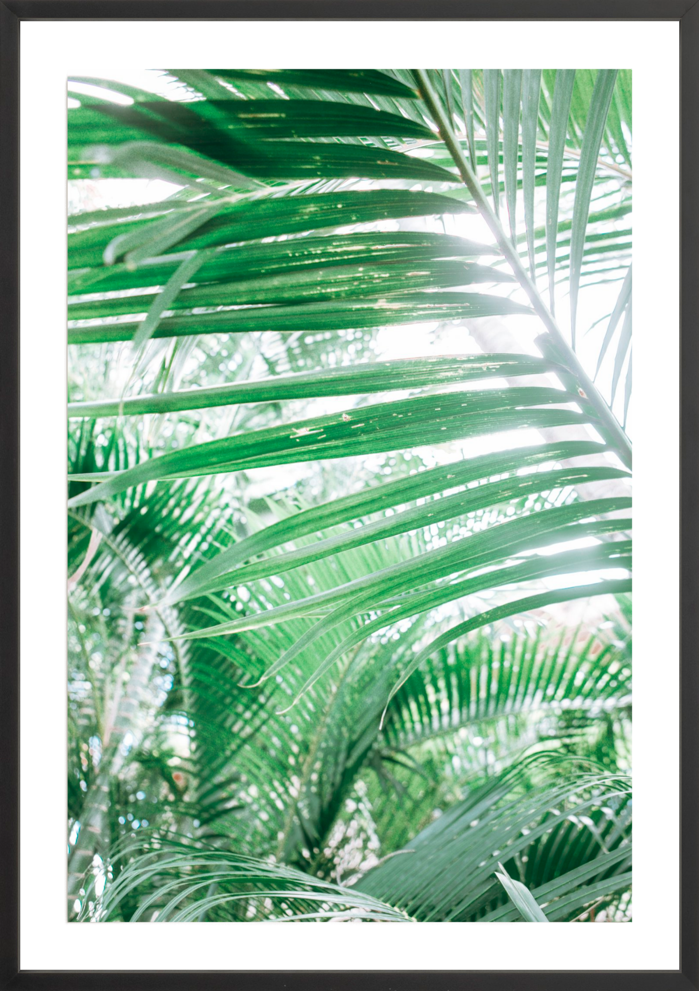 Paia Palms 3, Jules Frazier Fine Art Photograph