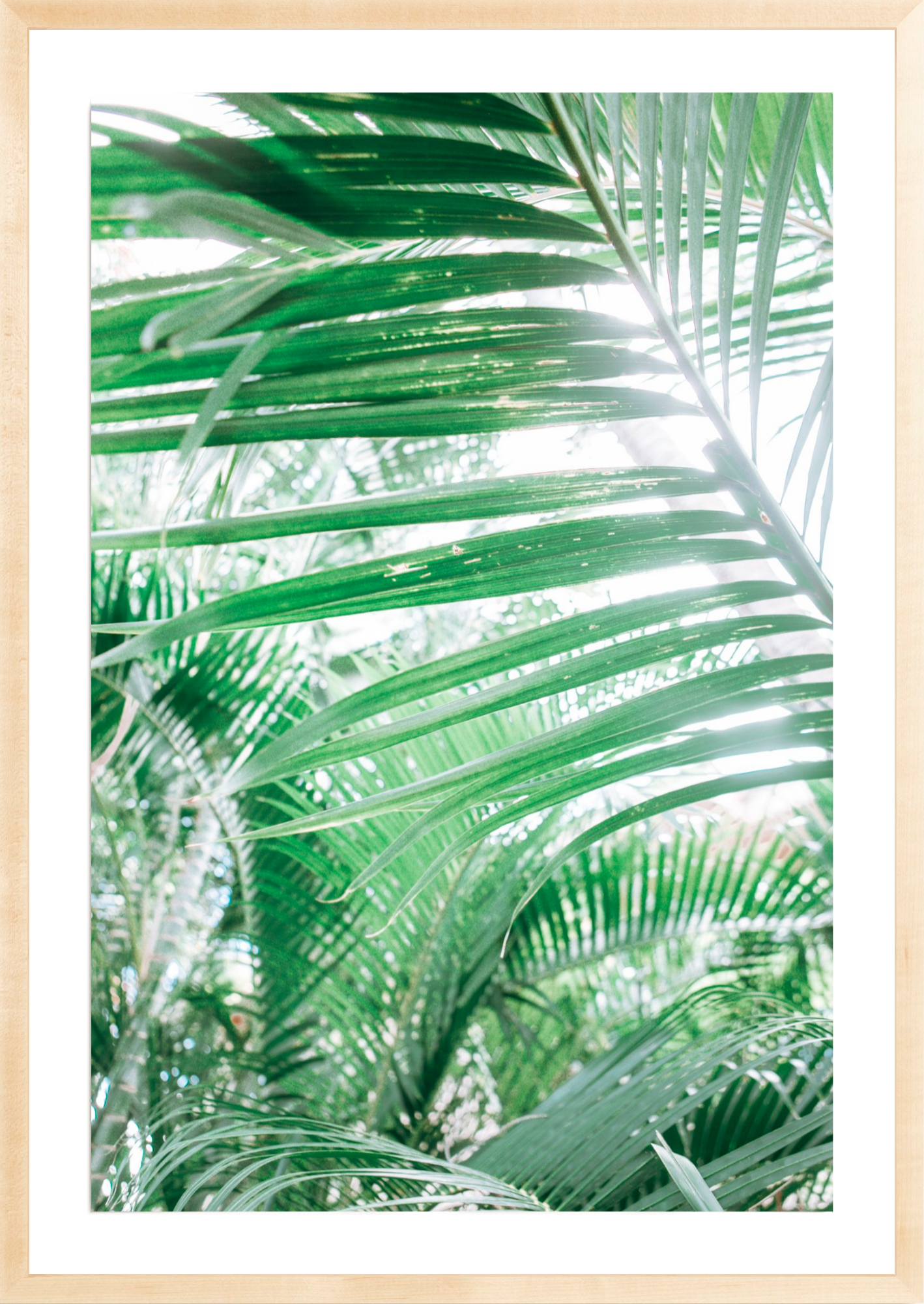Paia Palms 3, Jules Frazier Fine Art Photograph