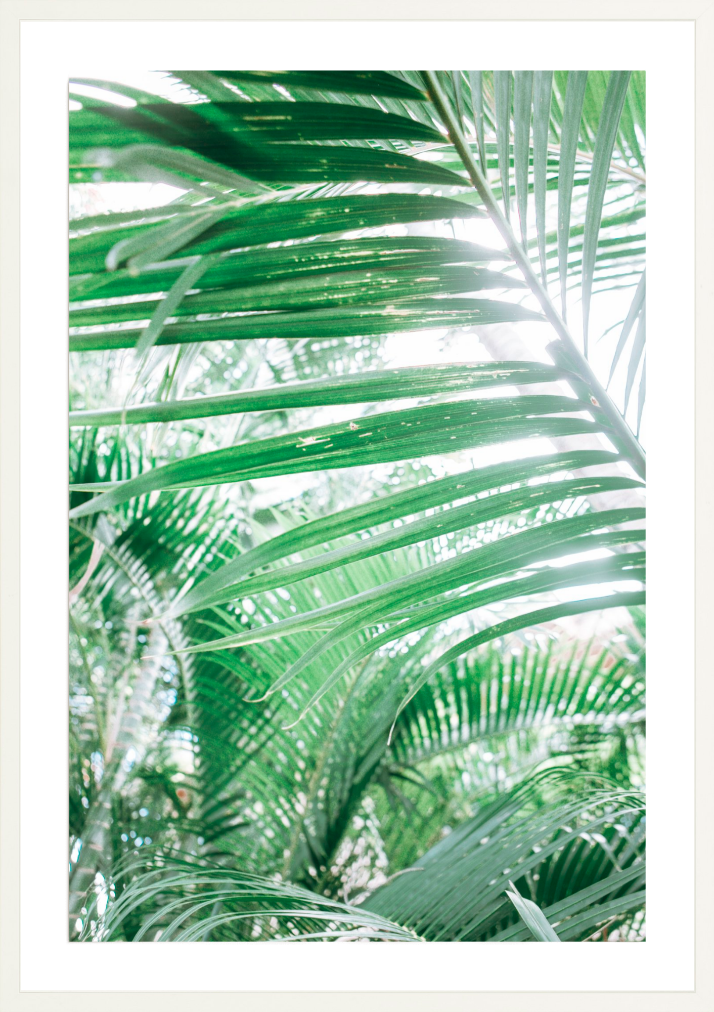 Paia Palms 3, Jules Frazier Fine Art Photograph