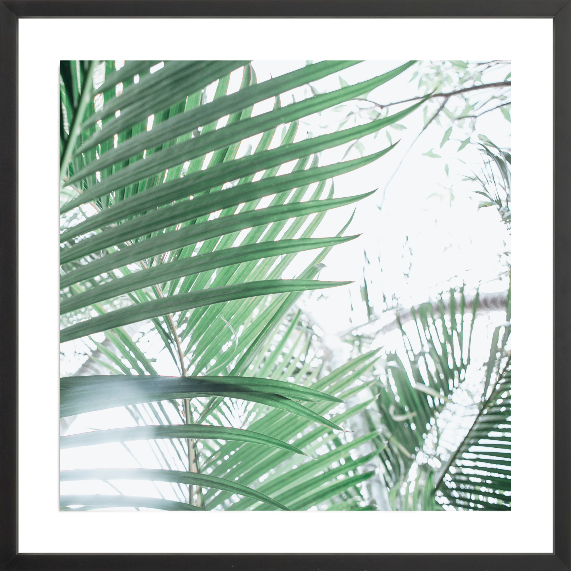 Paia Palms 4, Jules Frazier Fine Art Photograph