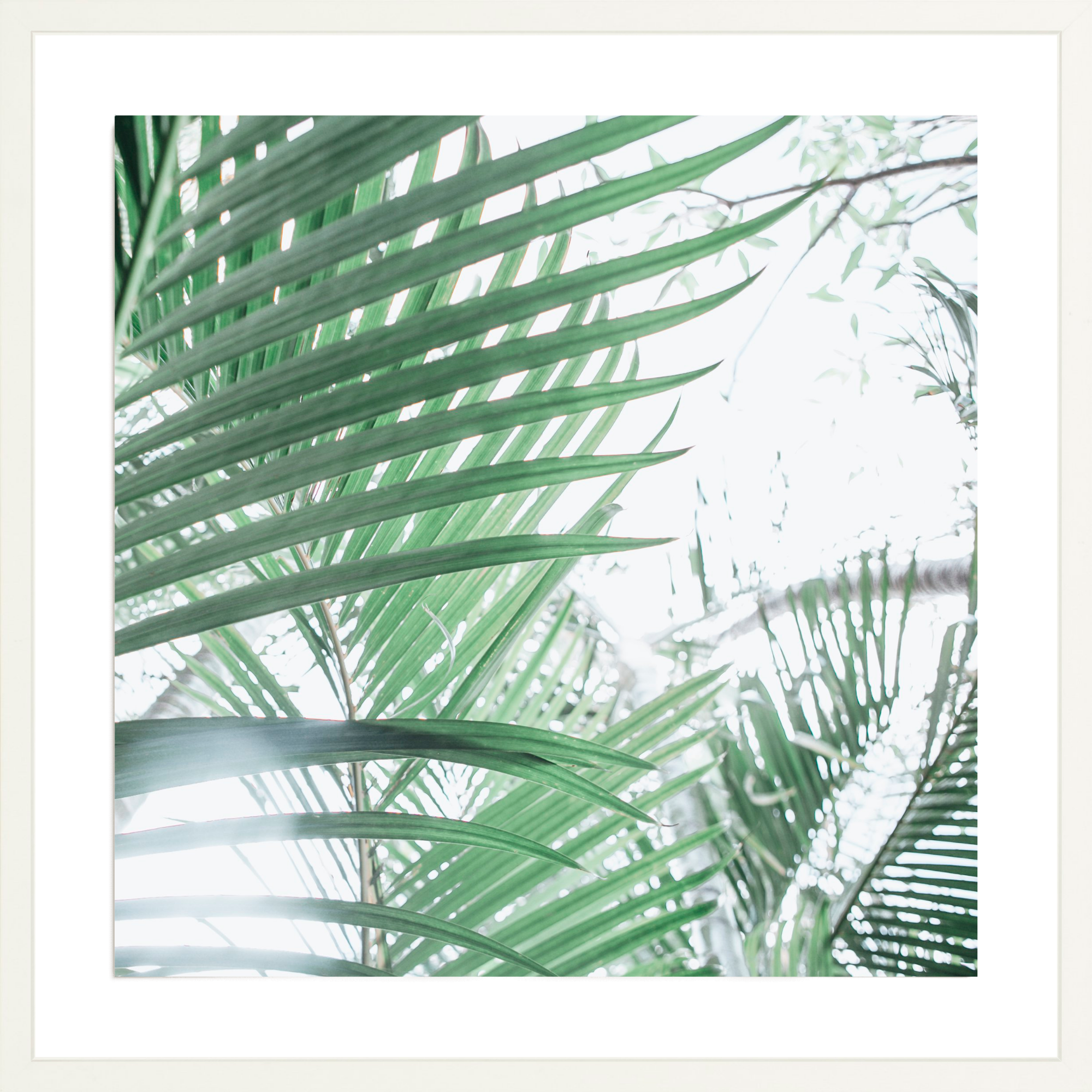 Paia Palms 4, Jules Frazier Fine Art Photograph