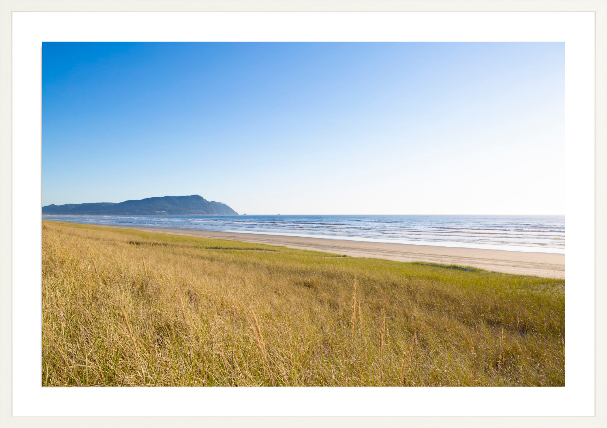 Grasses of Gearhart Beach, Jules Frazier Fine Art Photograph
