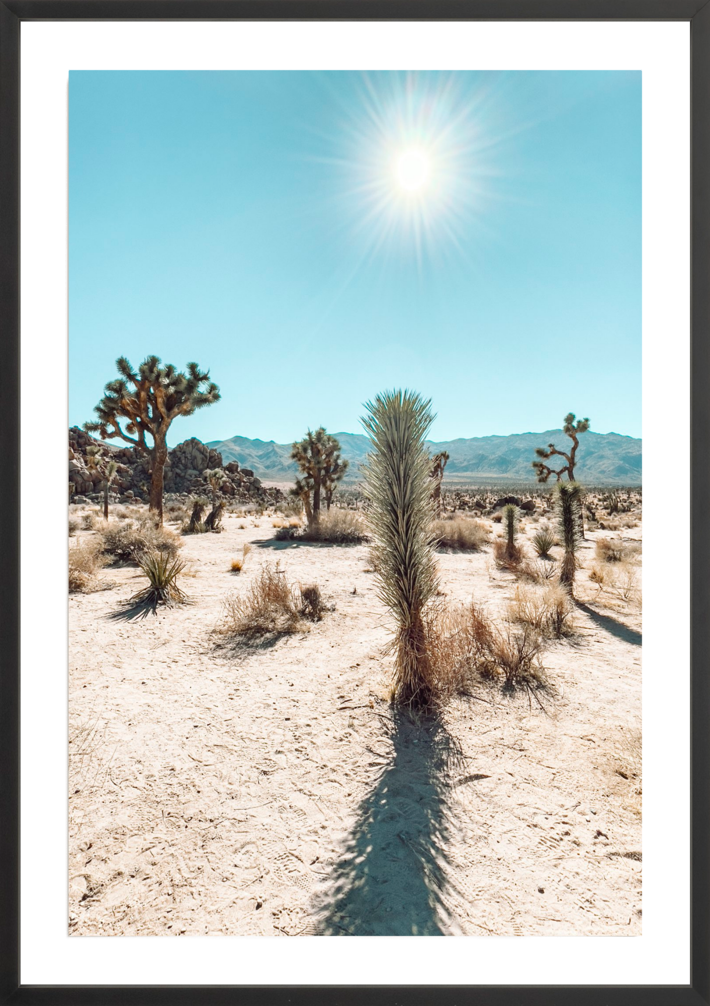 Quail Springs Yucca, Jules Frazier Fine Art Photograph