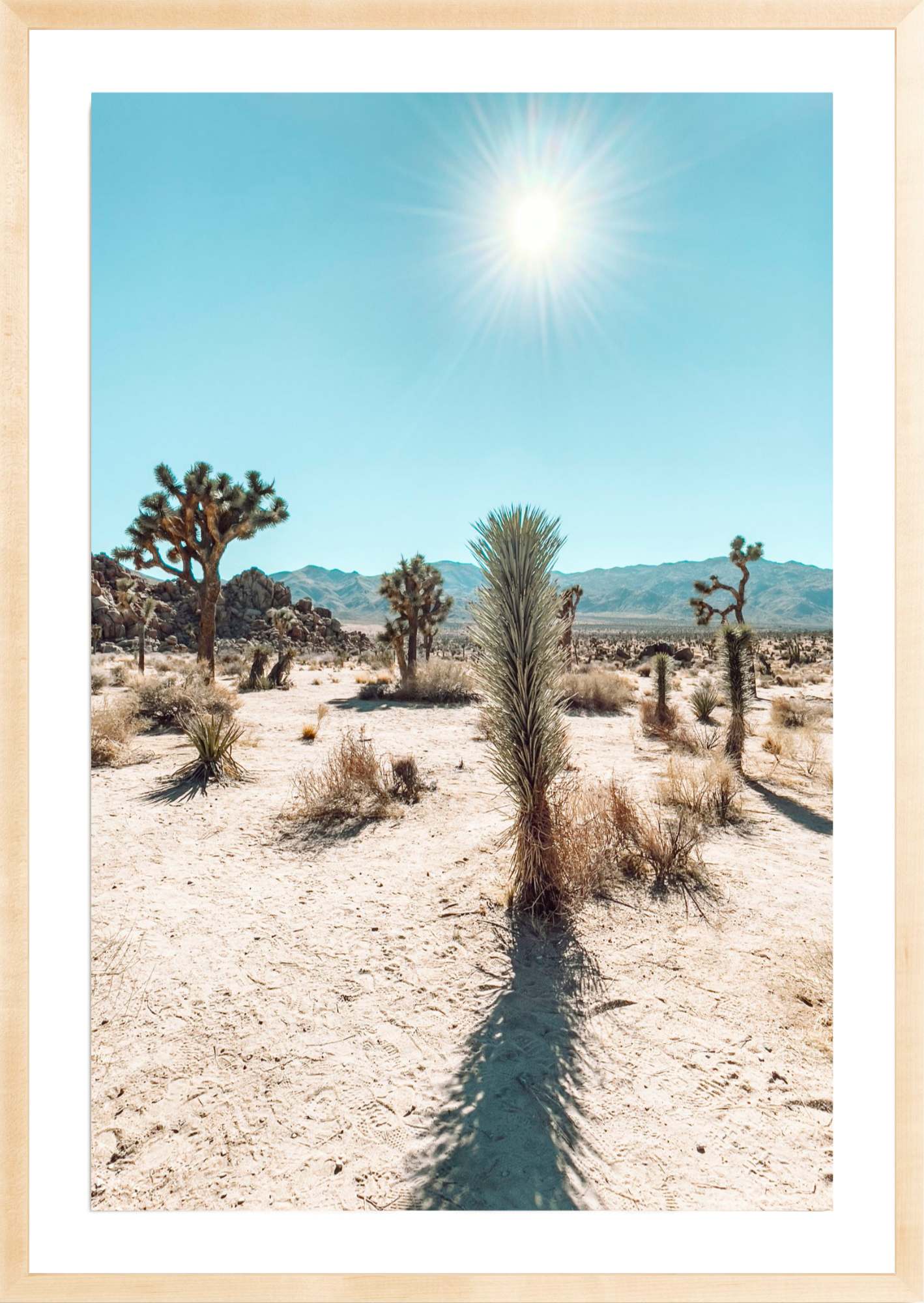 Quail Springs Yucca, Jules Frazier Fine Art Photograph
