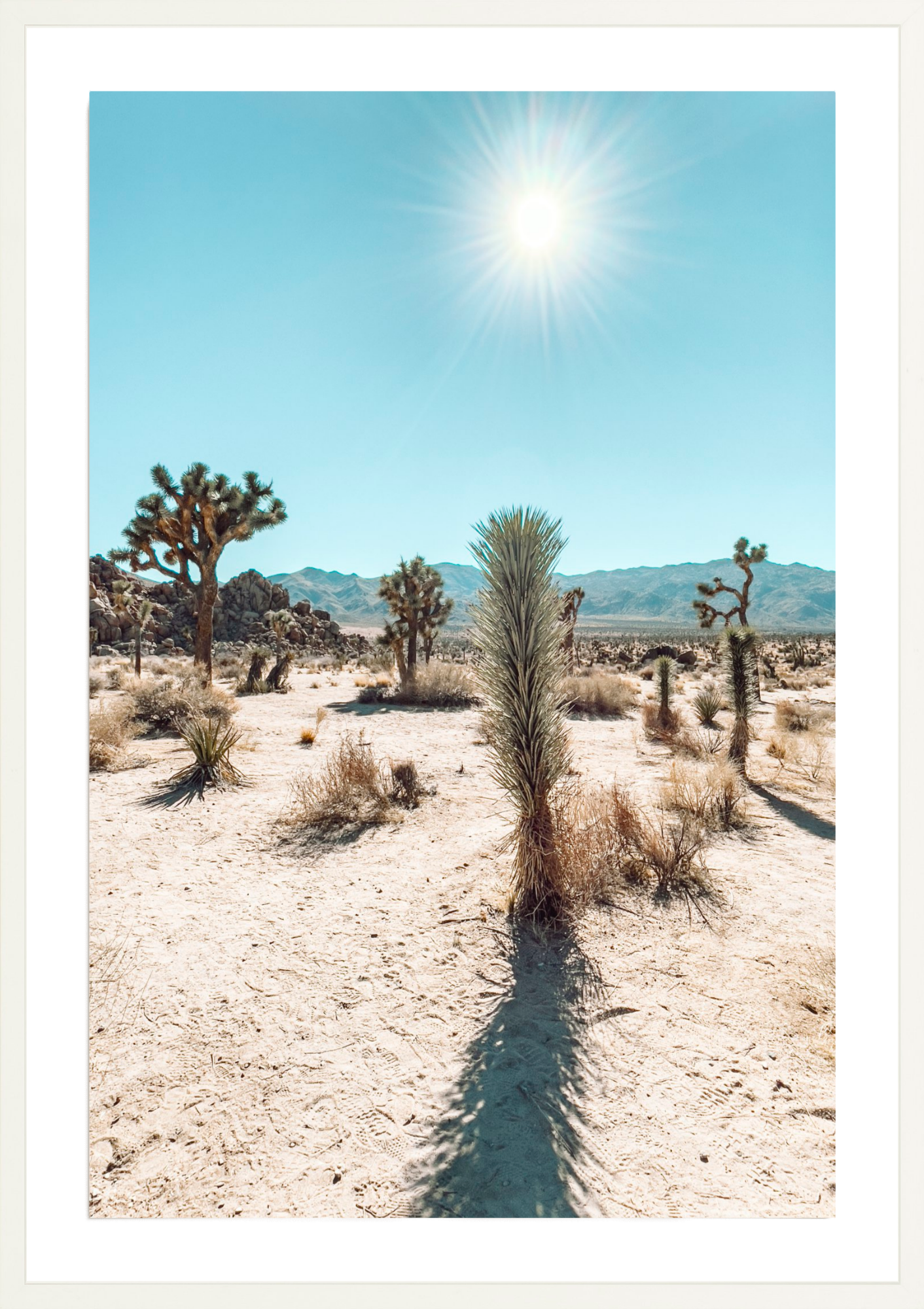 Quail Springs Yucca, Jules Frazier Fine Art Photograph