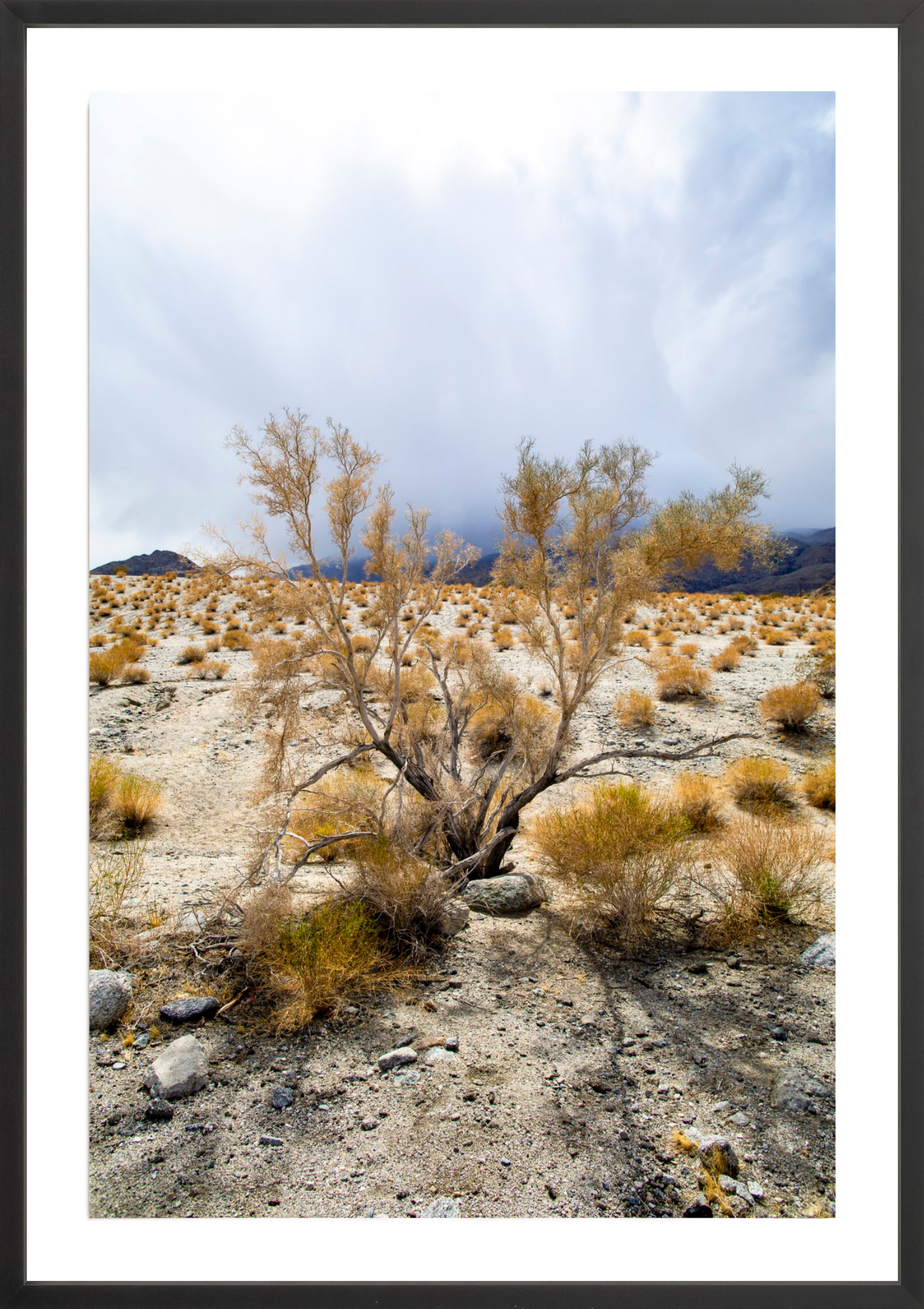Sage Antlers, Jules Frazier Fine Art Photograph