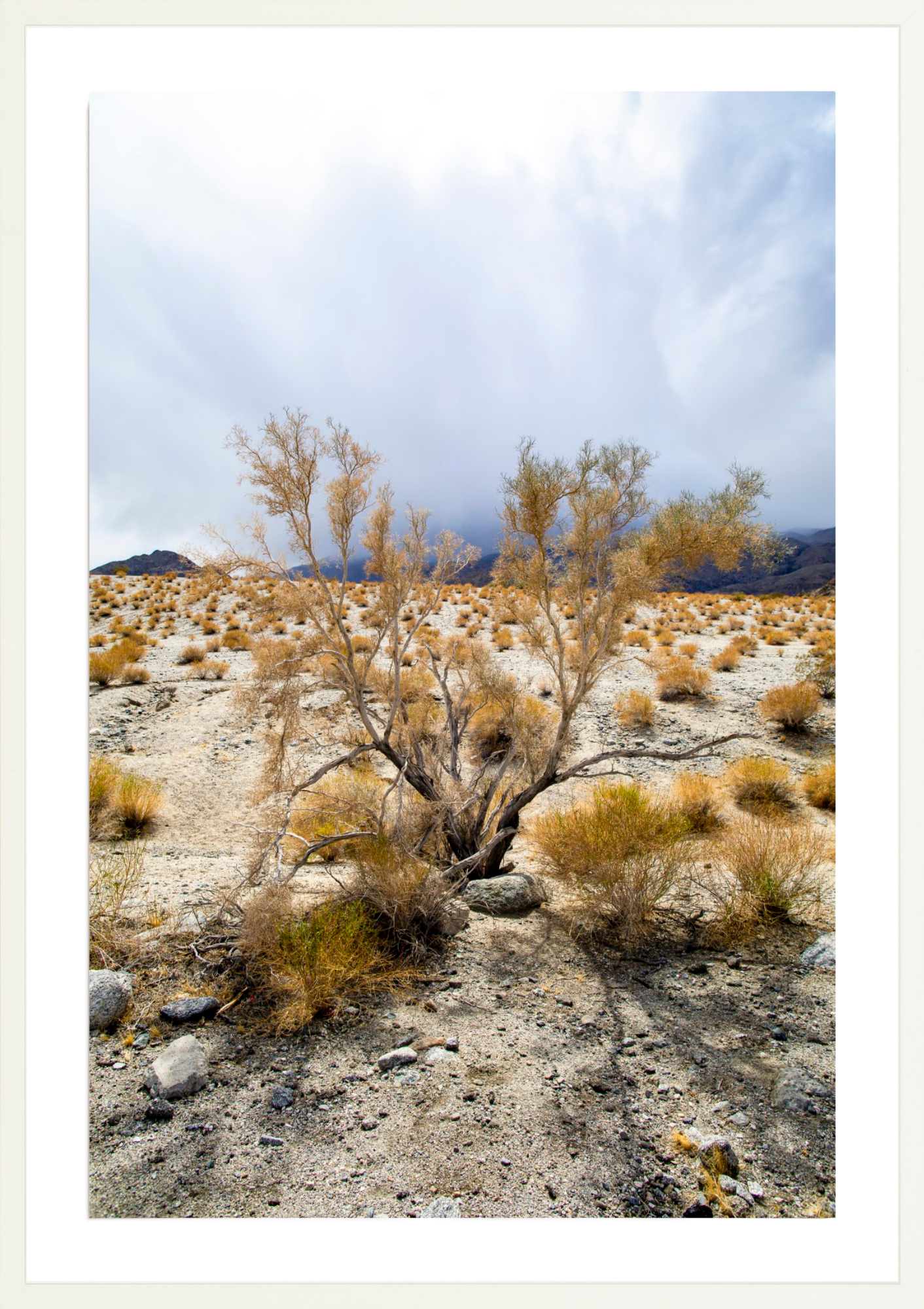 Sage Antlers, Jules Frazier Fine Art Photograph