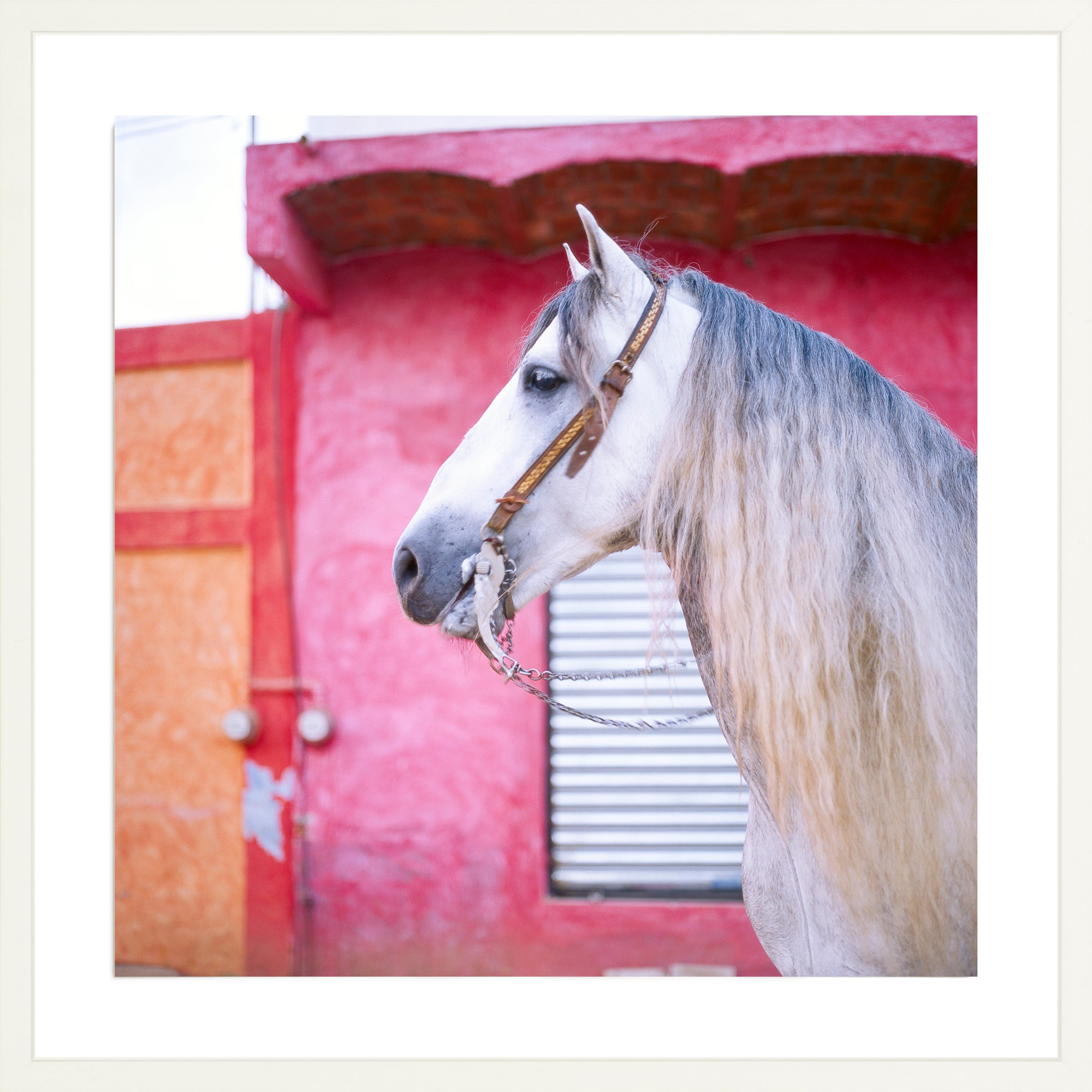 Sayulita Stallion