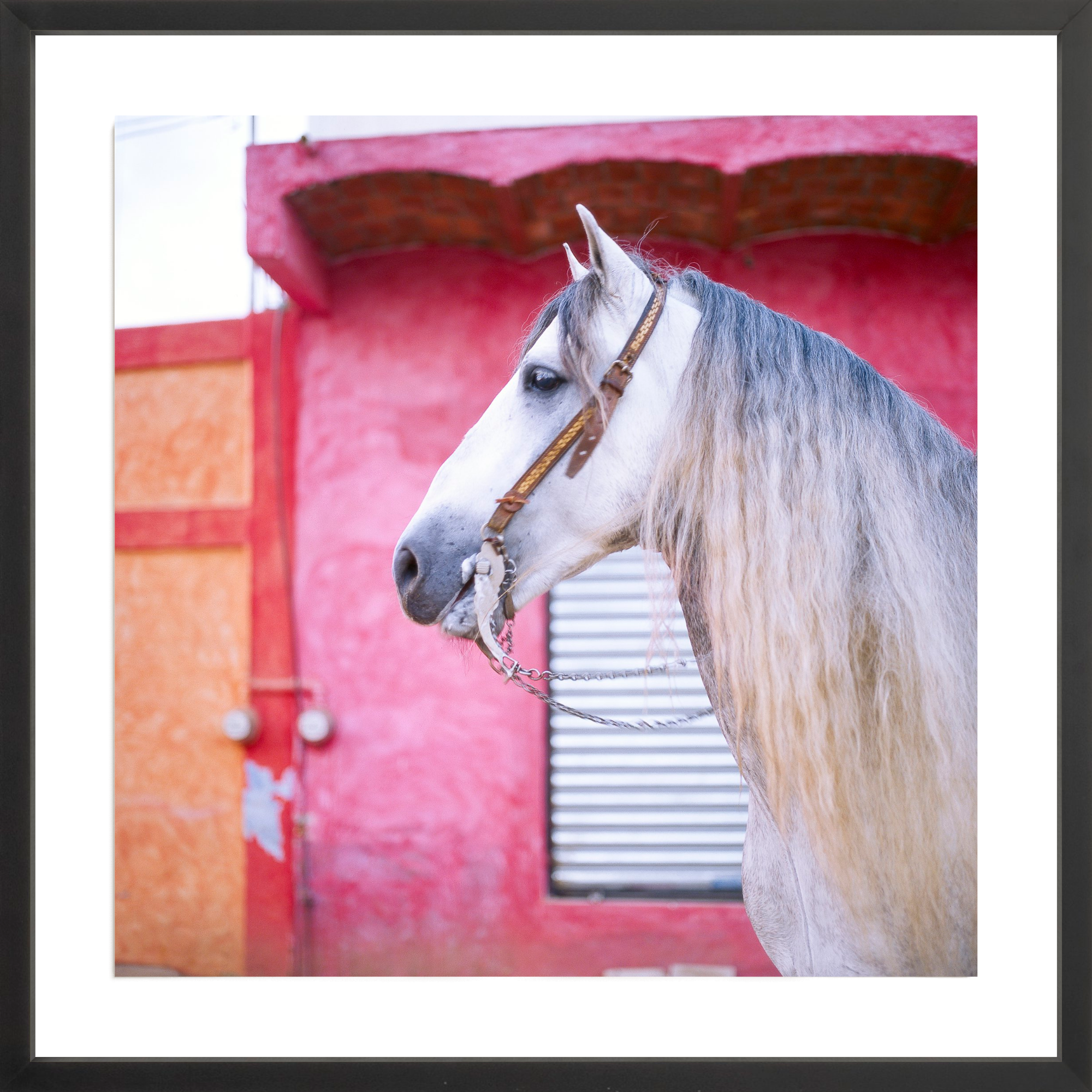 Sayulita Stallion