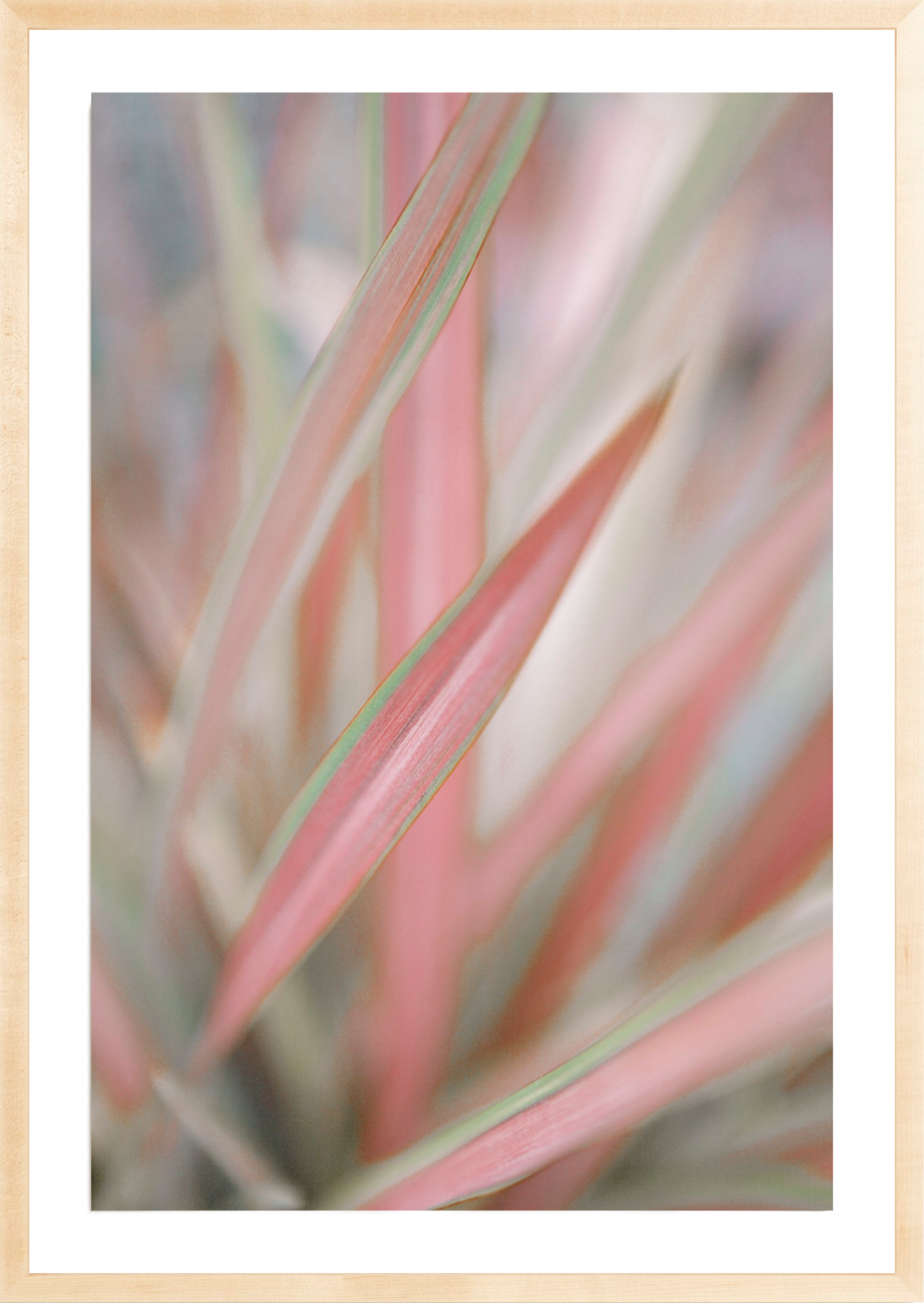 Sedge, Jules Frazier Fine Art Photograph