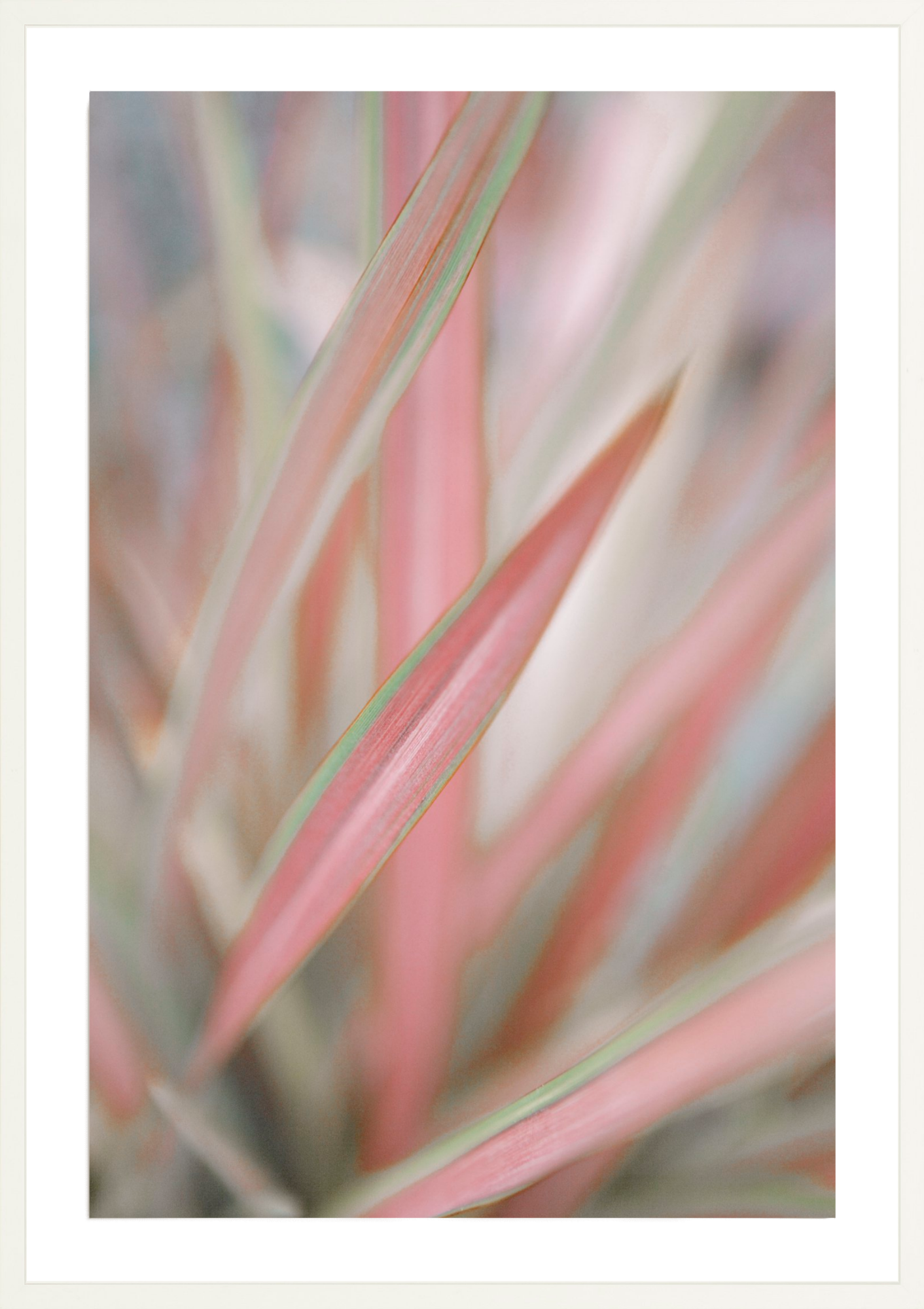 Sedge, Jules Frazier Fine Art Photograph