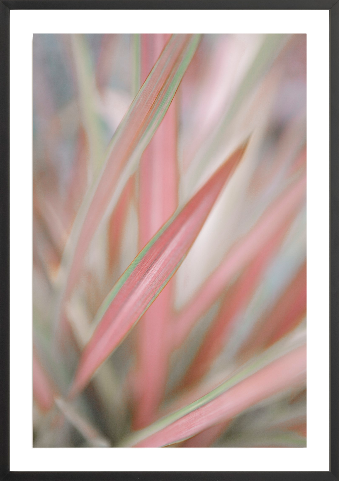 Sedge, Jules Frazier Fine Art Photograph