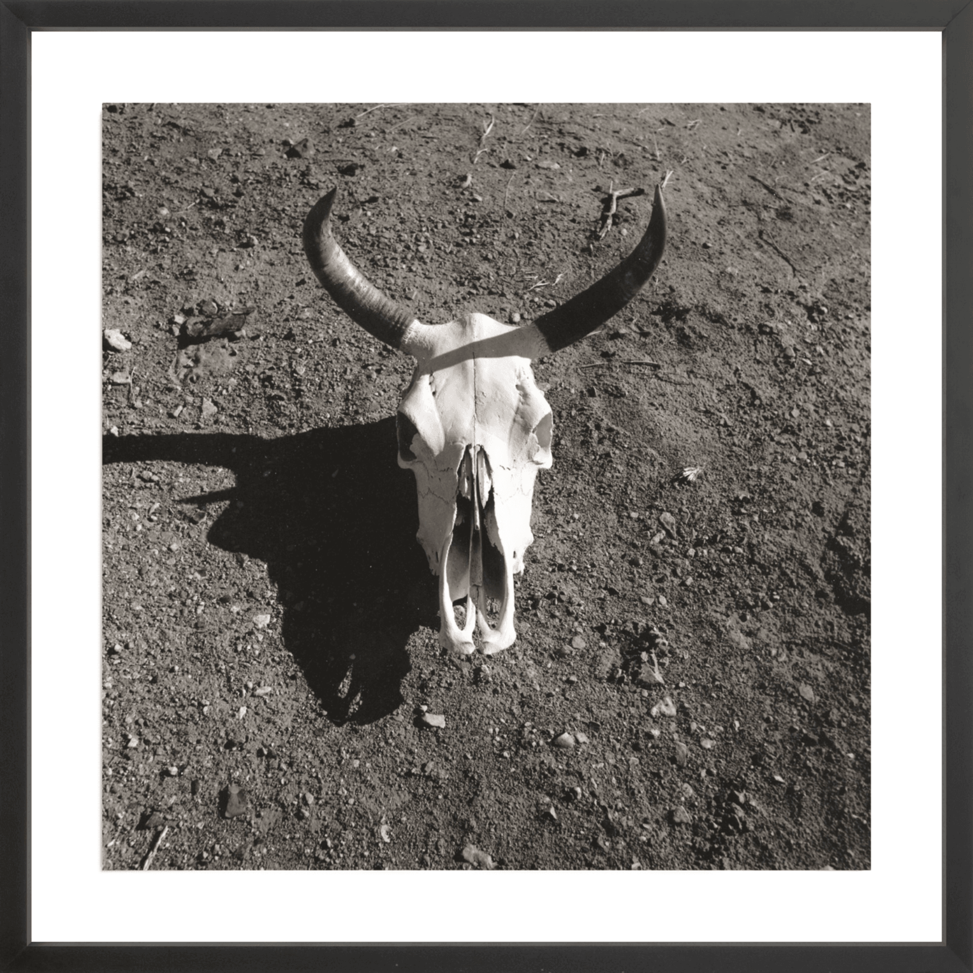 Steer Horns, Jules Frazier Fine Art Photograph