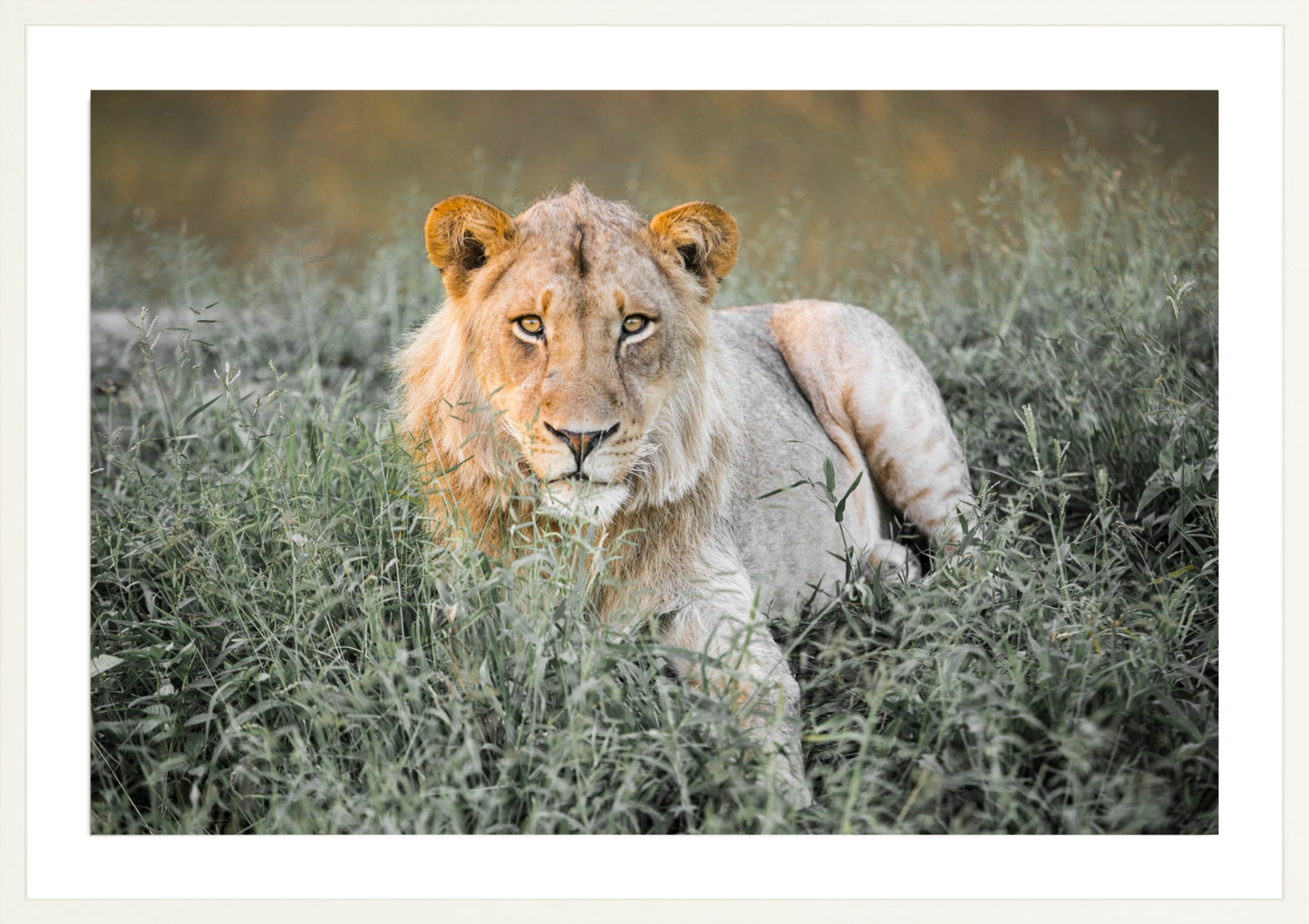 Sundowner Lion, Jules Frazier Fine Art Photograph