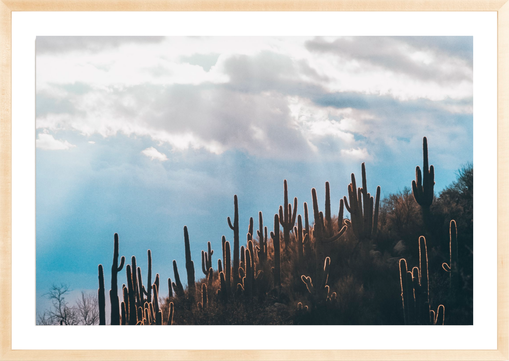 Thorn In My Pride, Jules Frazier Fine Art Photograph