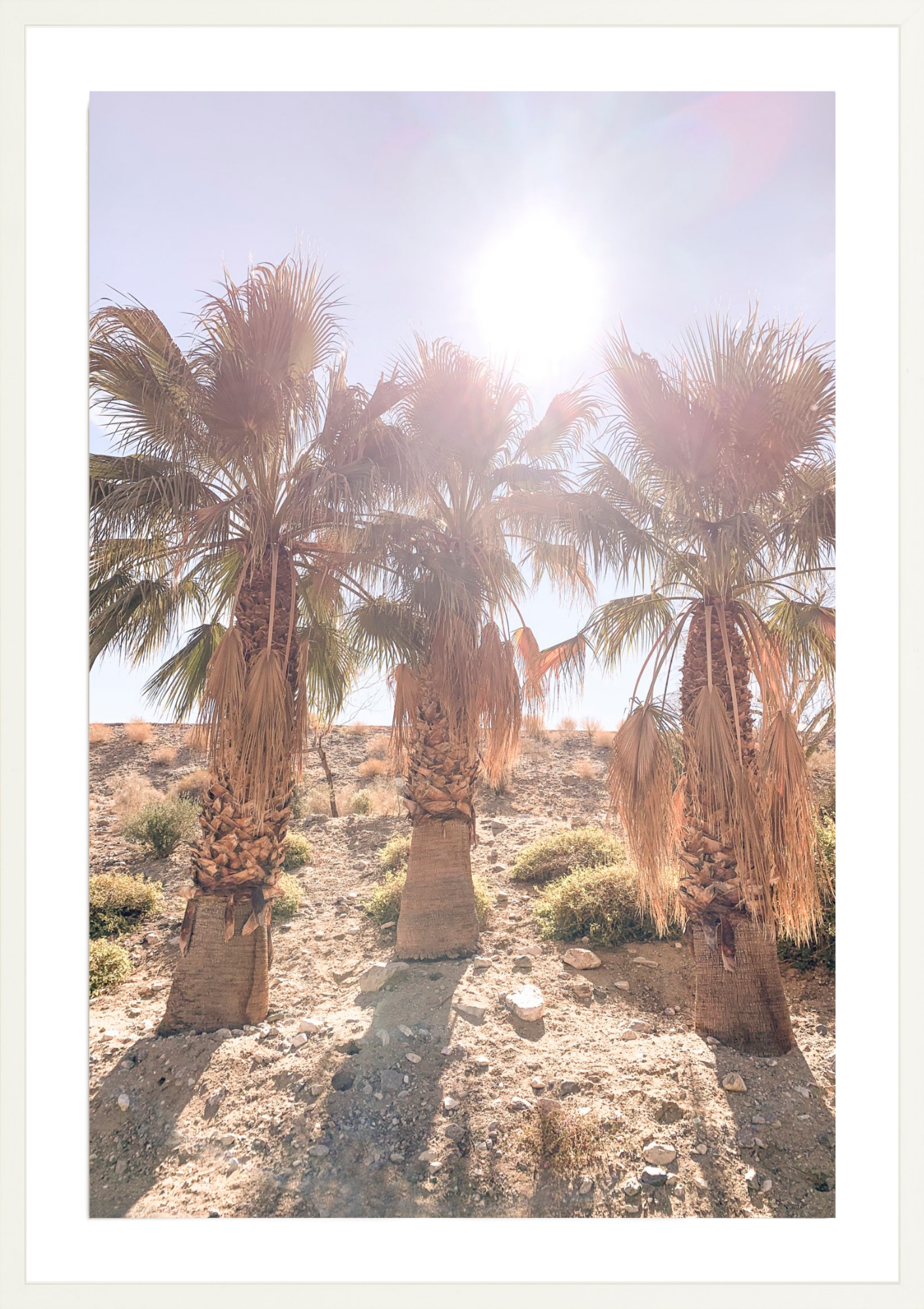 Three Amigos, Jules Frazier Fine Art Photograph