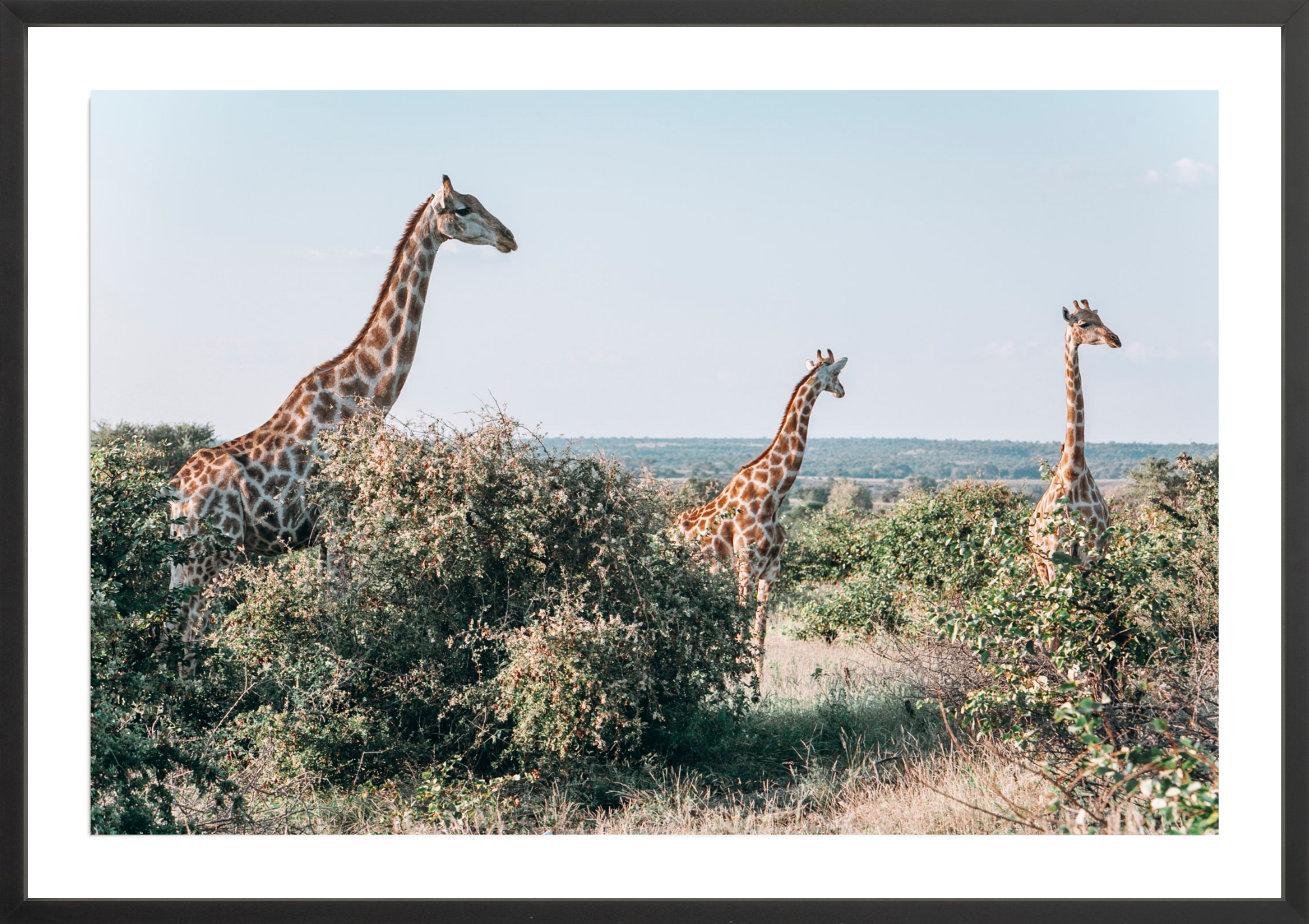 Three's A Crowd, Jules Frazier Fine Art Photograph