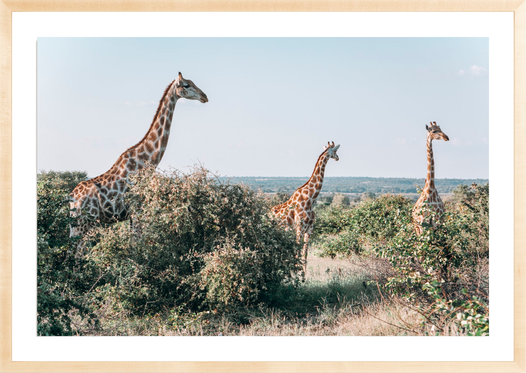 Three's A Crowd, Jules Frazier Fine Art Photograph