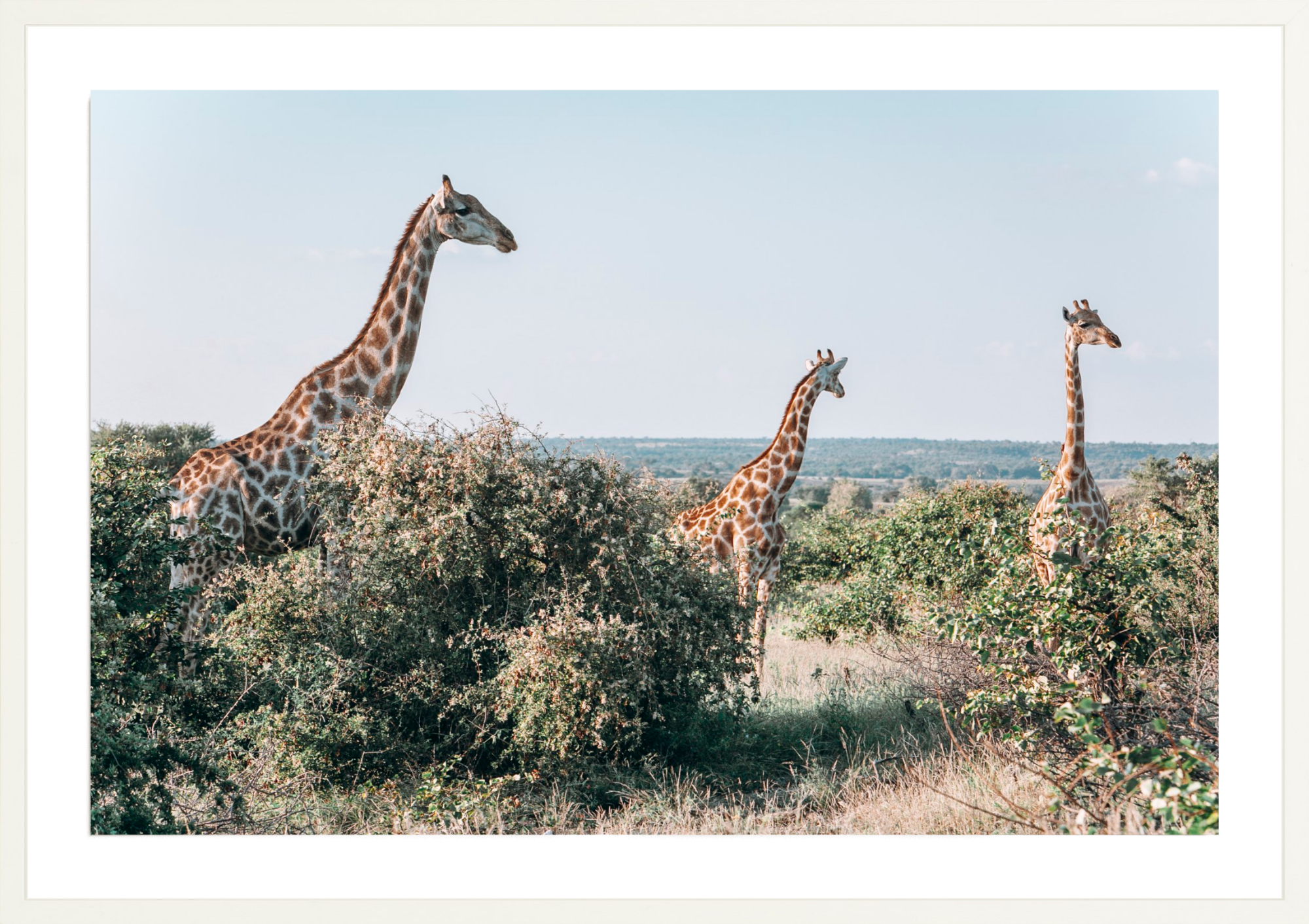 Three's A Crowd, Jules Frazier Fine Art Photograph