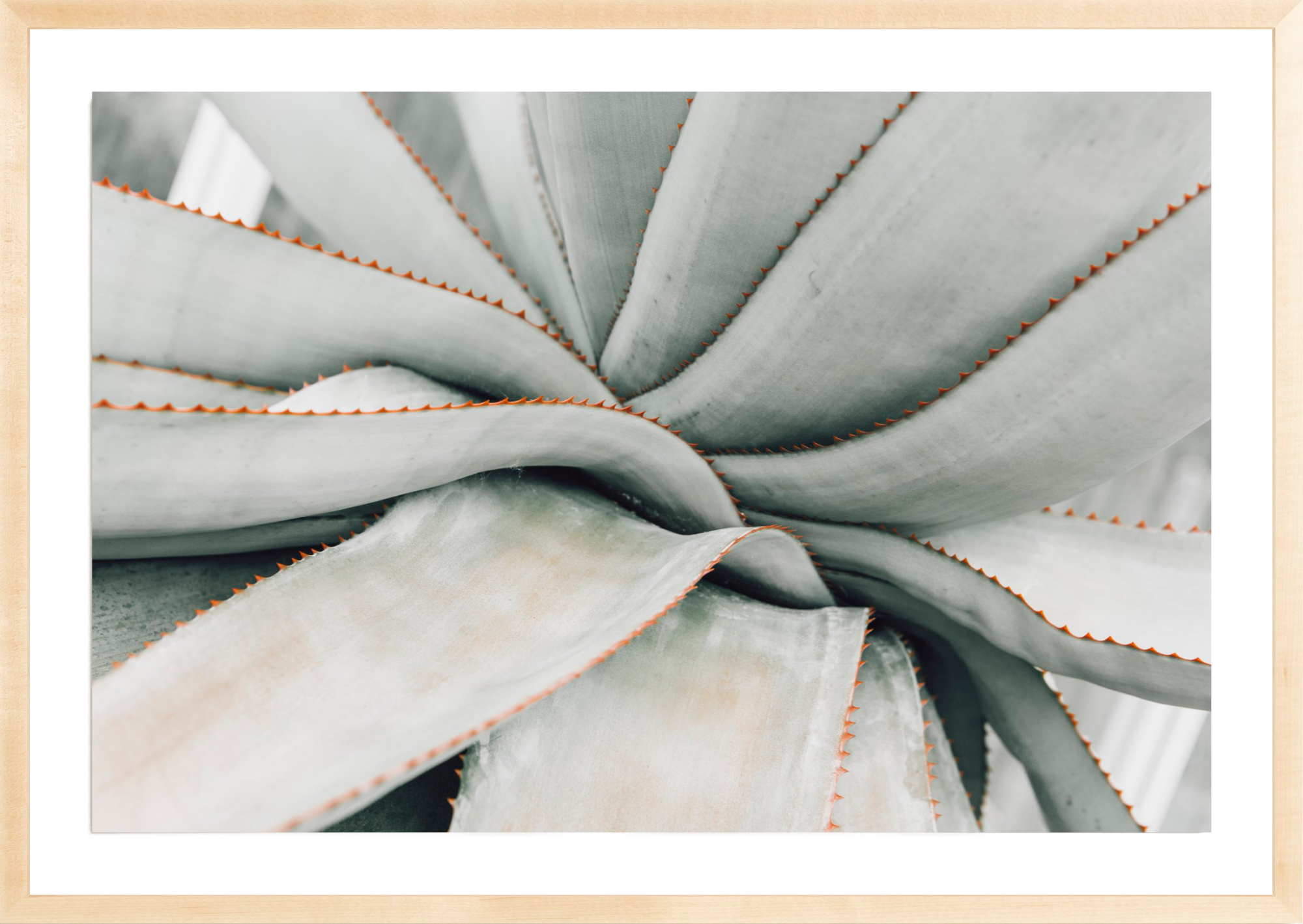 Volunteer Aloe, Jules Frazier Fine Art Photograph