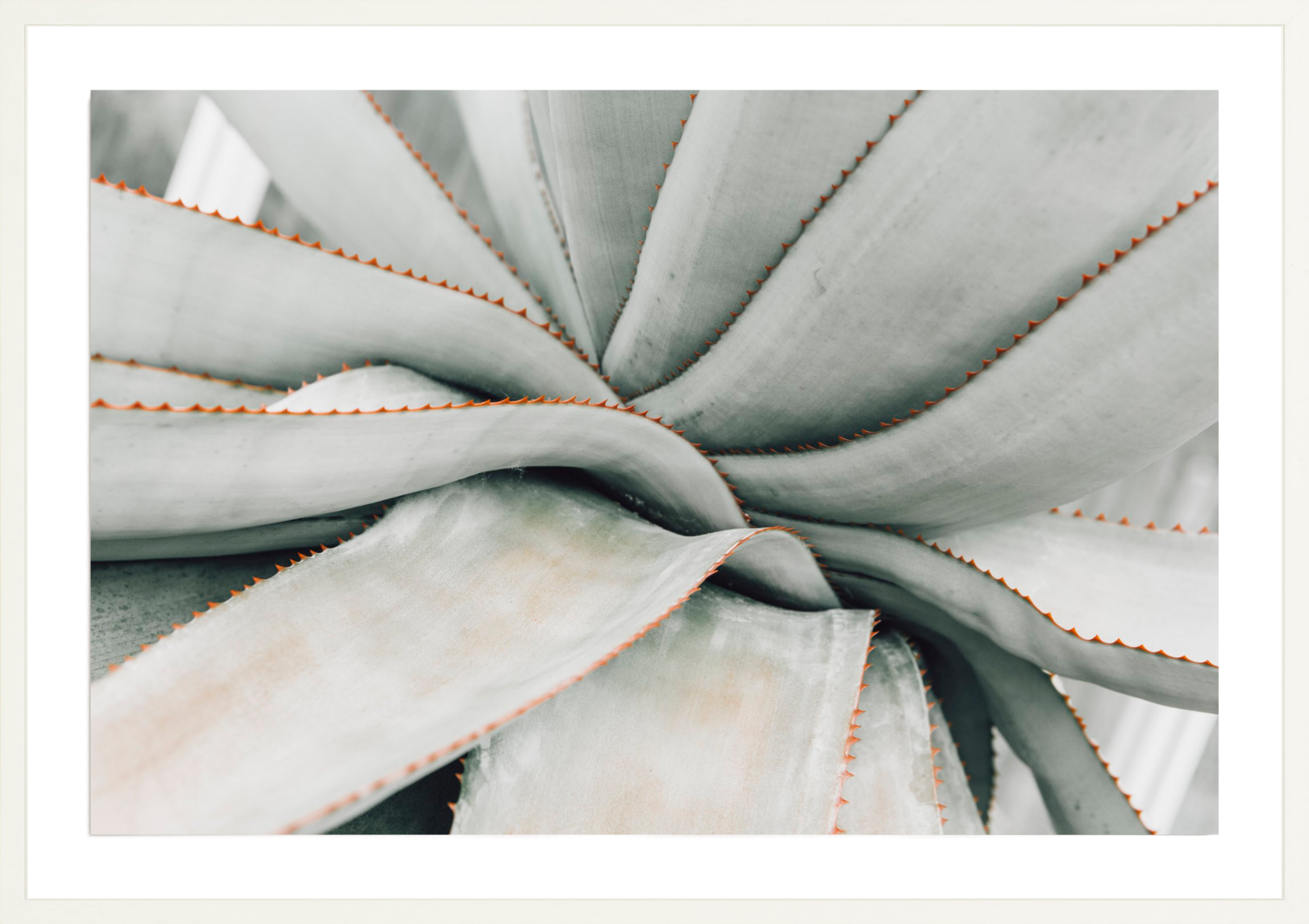 Volunteer Aloe, Jules Frazier Fine Art Photograph