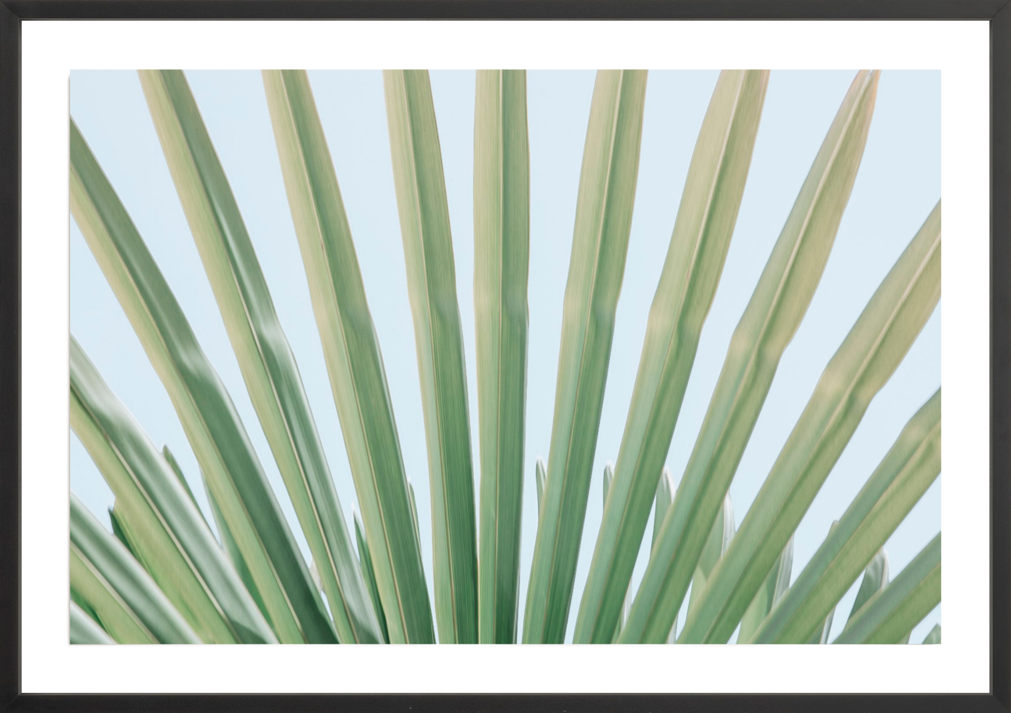 Windmill Palm No.1, Jules Frazier Fine Art Photograph