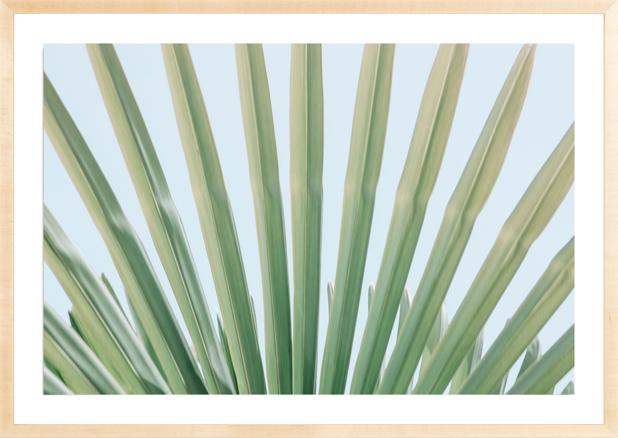 Windmill Palm No.1, Jules Frazier Fine Art Photograph