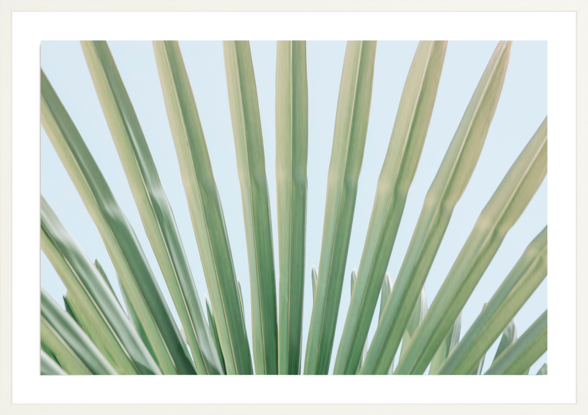 Windmill Palm No.1, Jules Frazier Fine Art Photograph