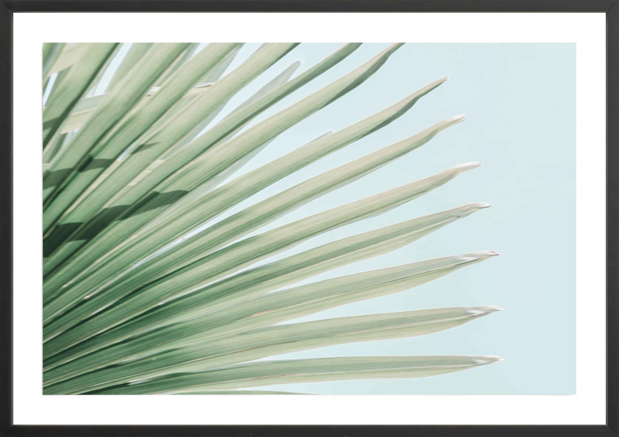 Windmill Palm No.2, Jules Frazier Fine Art Photograph