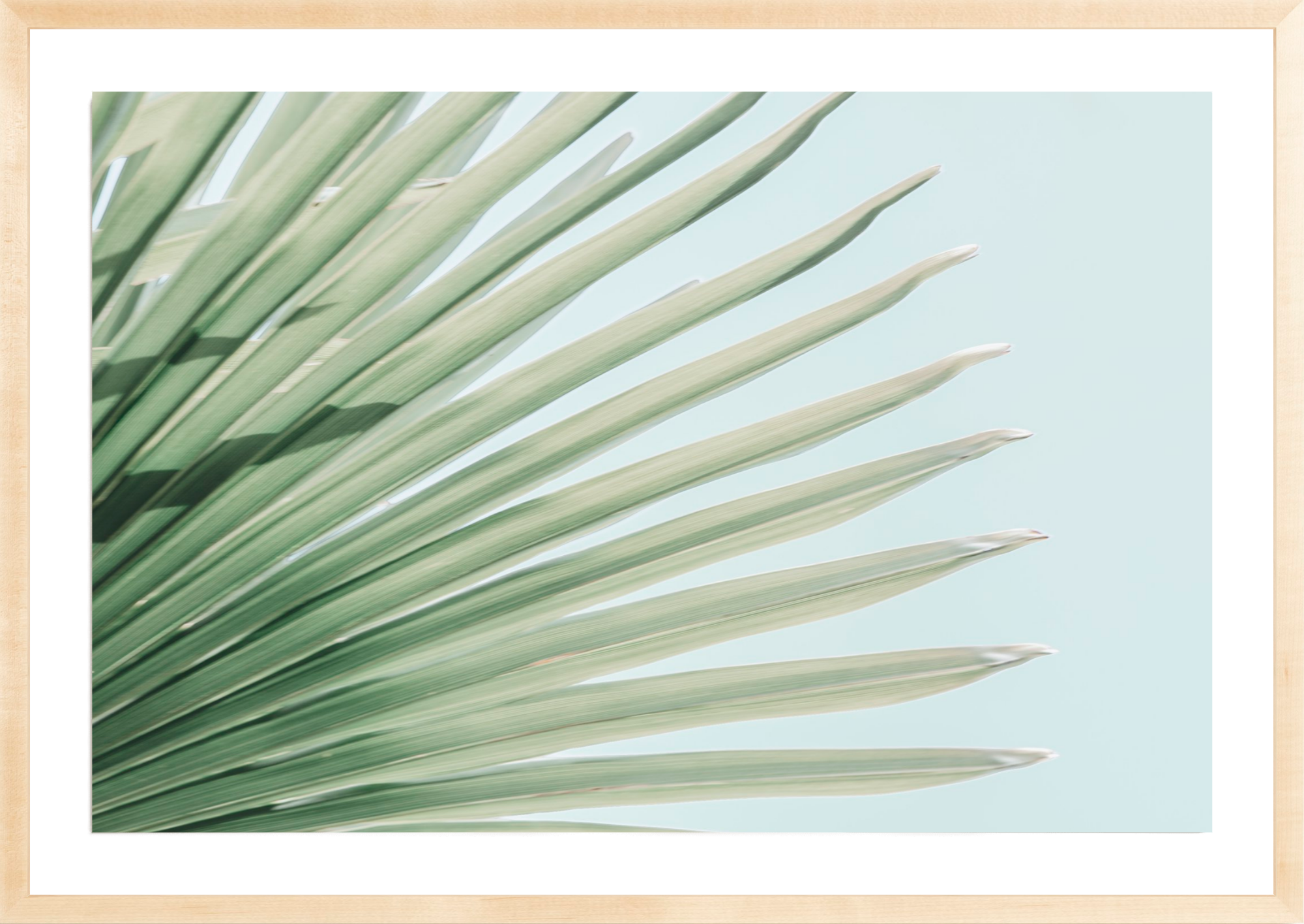 Windmill Palm No.2, Jules Frazier Fine Art Photograph