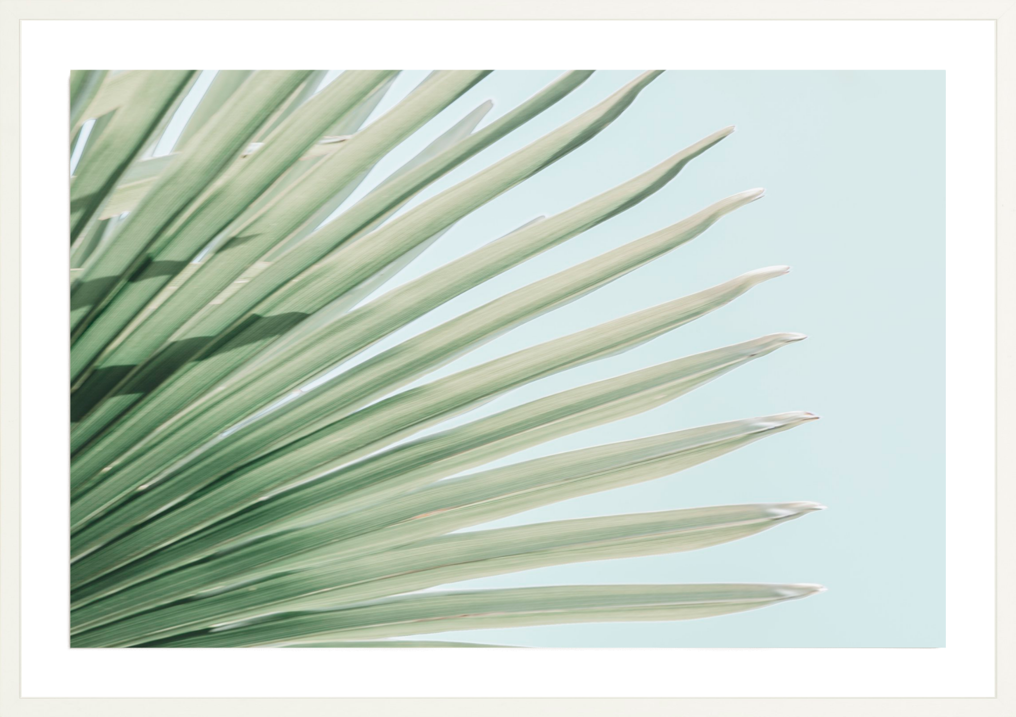 Windmill Palm No.2, Jules Frazier Fine Art Photograph