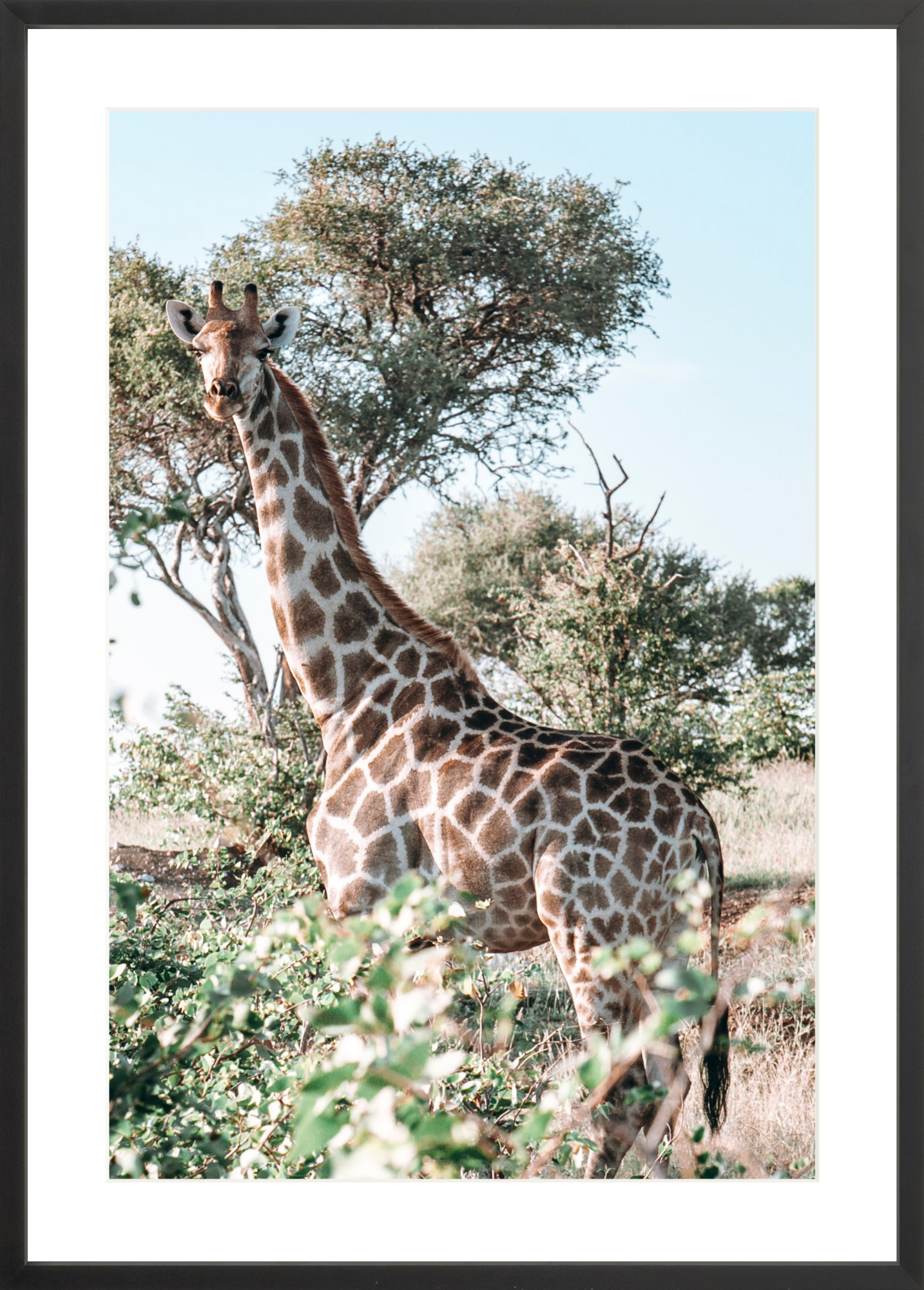 Botswana Giraffe, Jules Frazier Fine Art Photograph