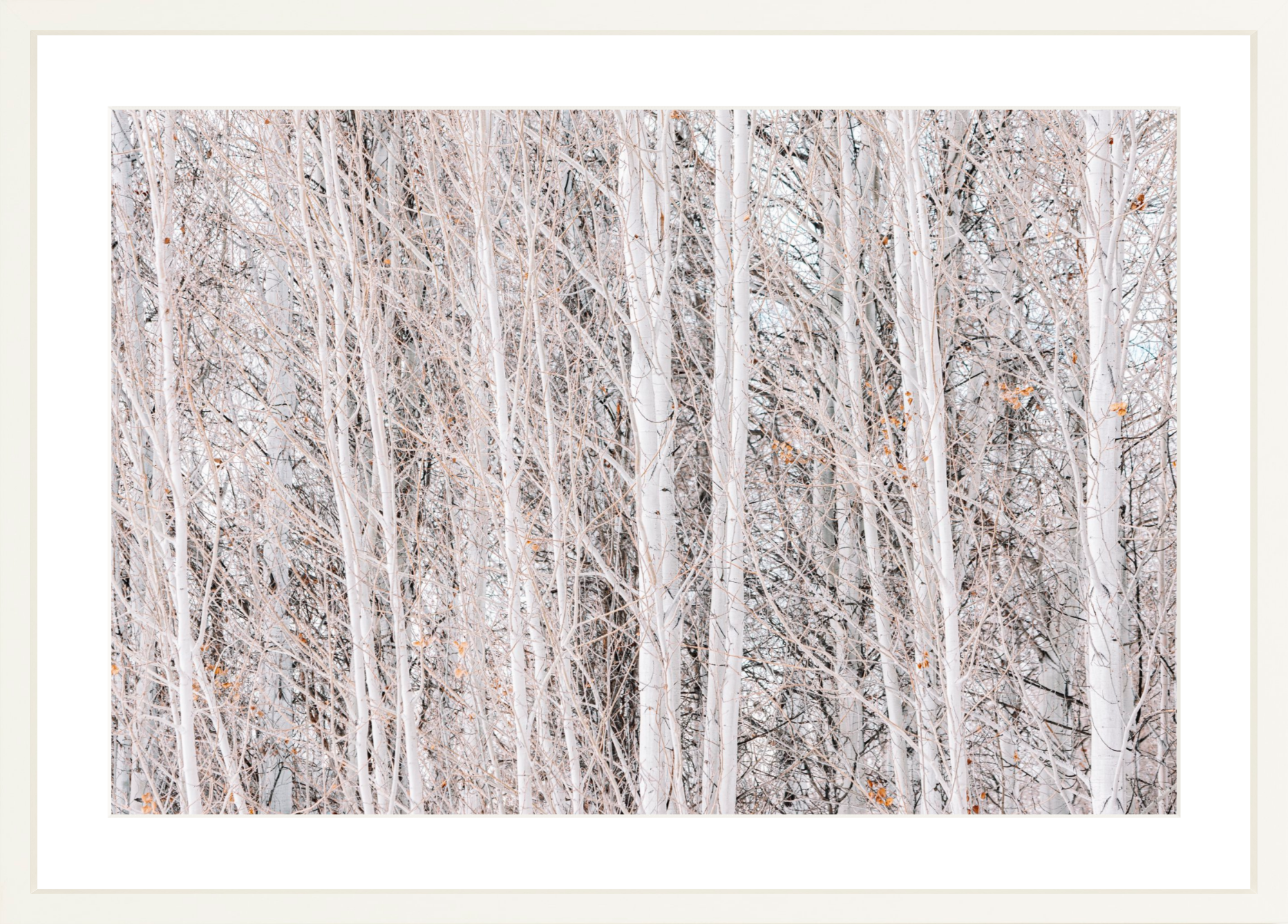 Rose Colored Glasses, Jules Frazier Fine Art Photograph