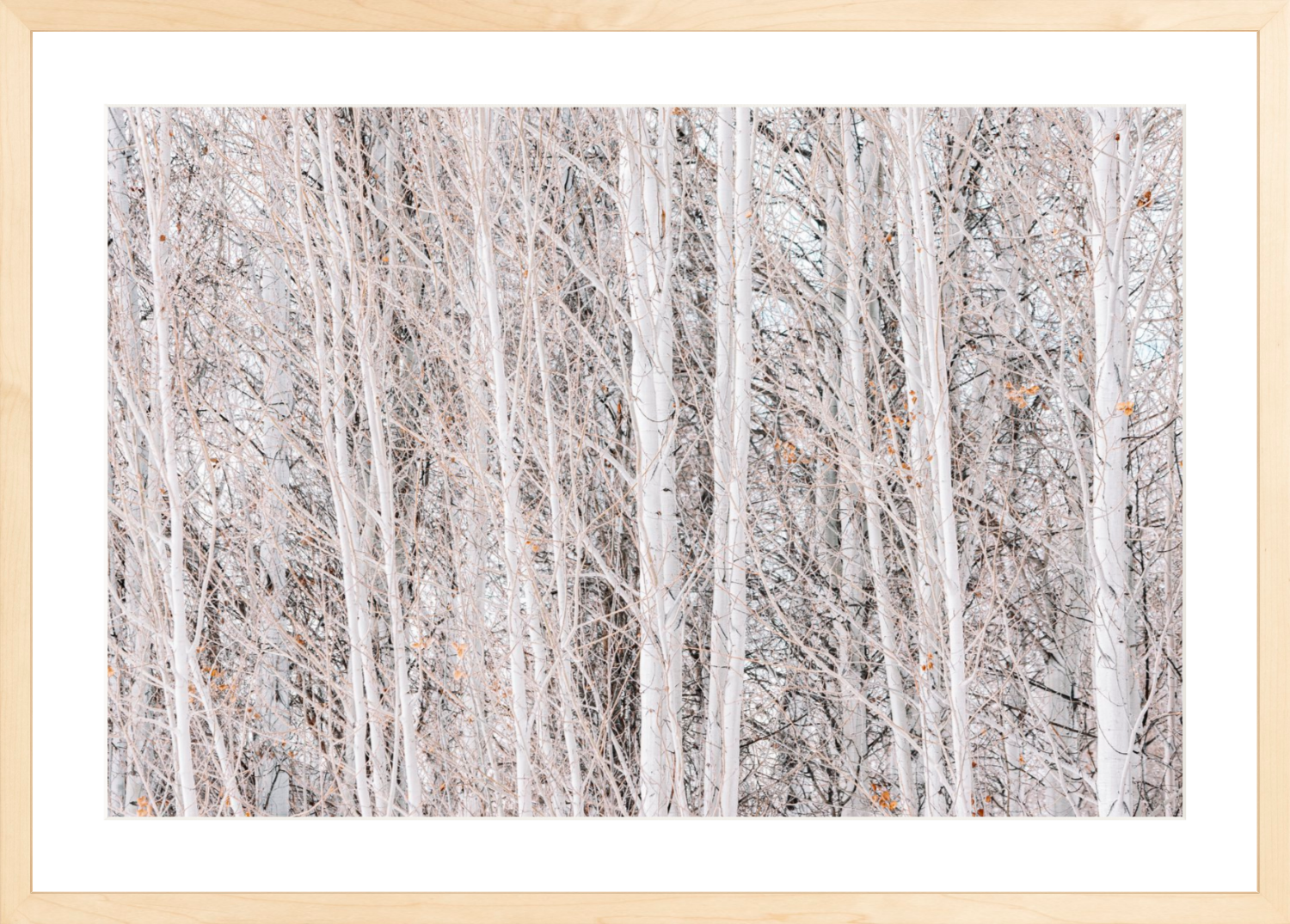 Rose Colored Glasses, Jules Frazier Fine Art Photograph