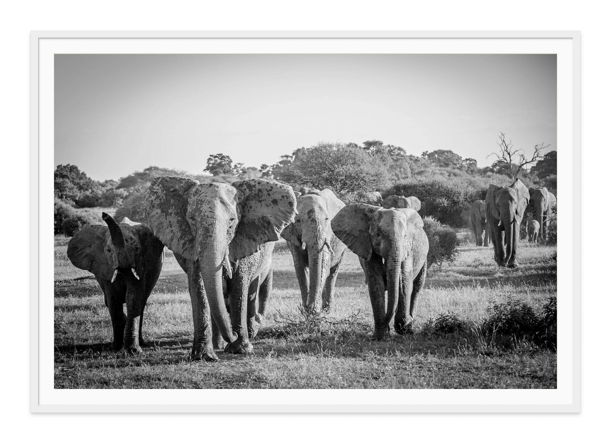 Tribal Knowledge, Elephants, Botswana, Africa-black and white fine art print in a white frame, by Jules Frazier.