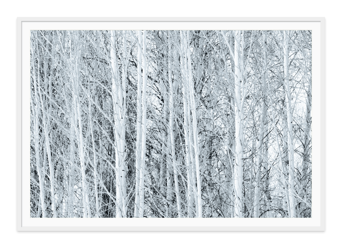 White Trees fine art print in a white frame with white mat, by Jules Frazier.