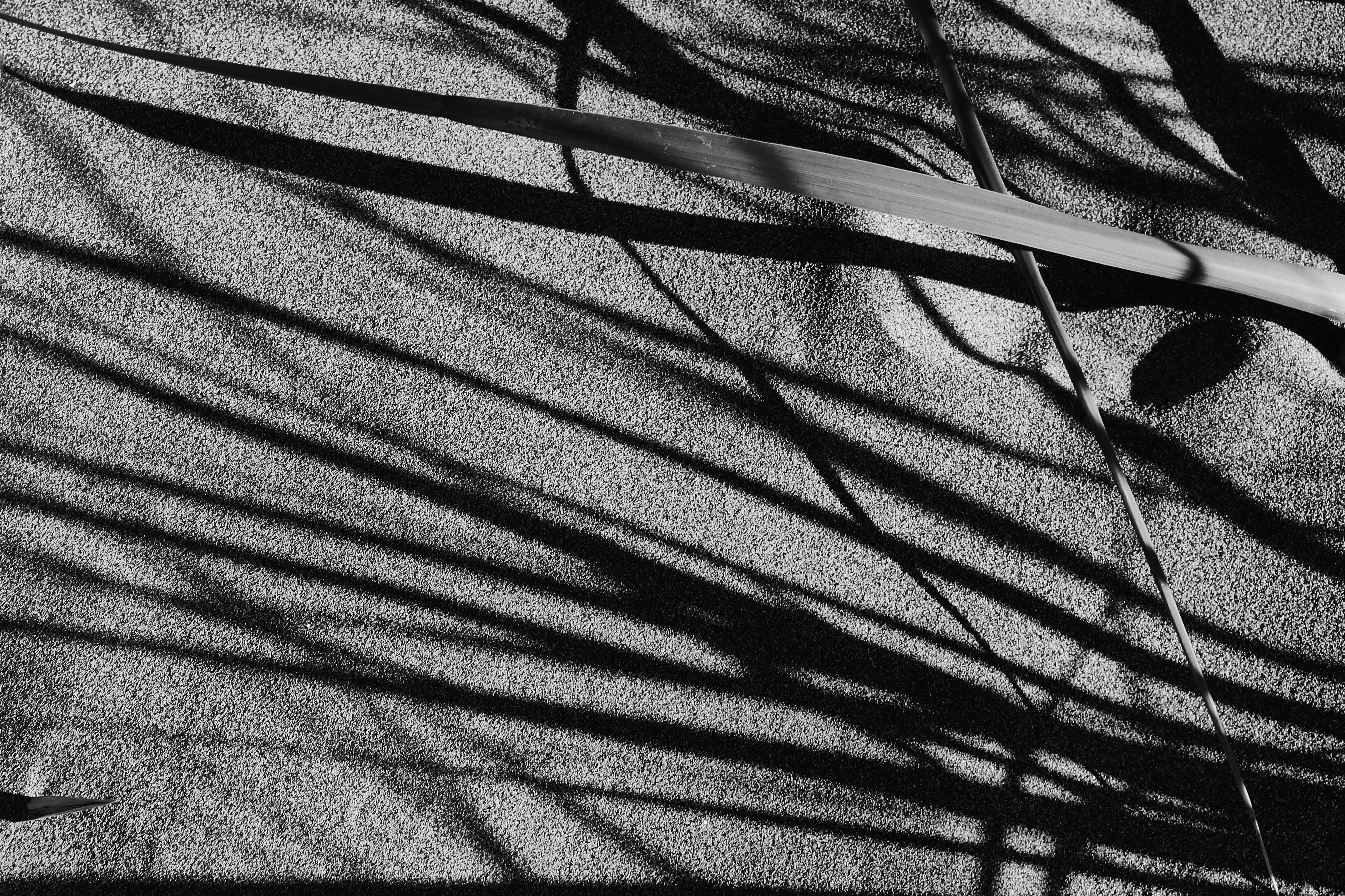 Beach grass 1