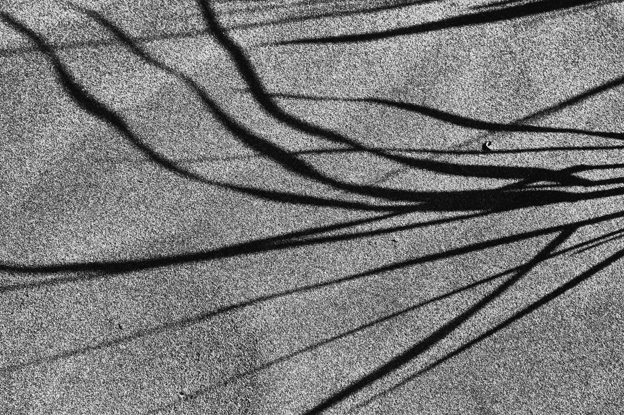 Beach Grass 3, Jules Frazier Fine Art Photograph