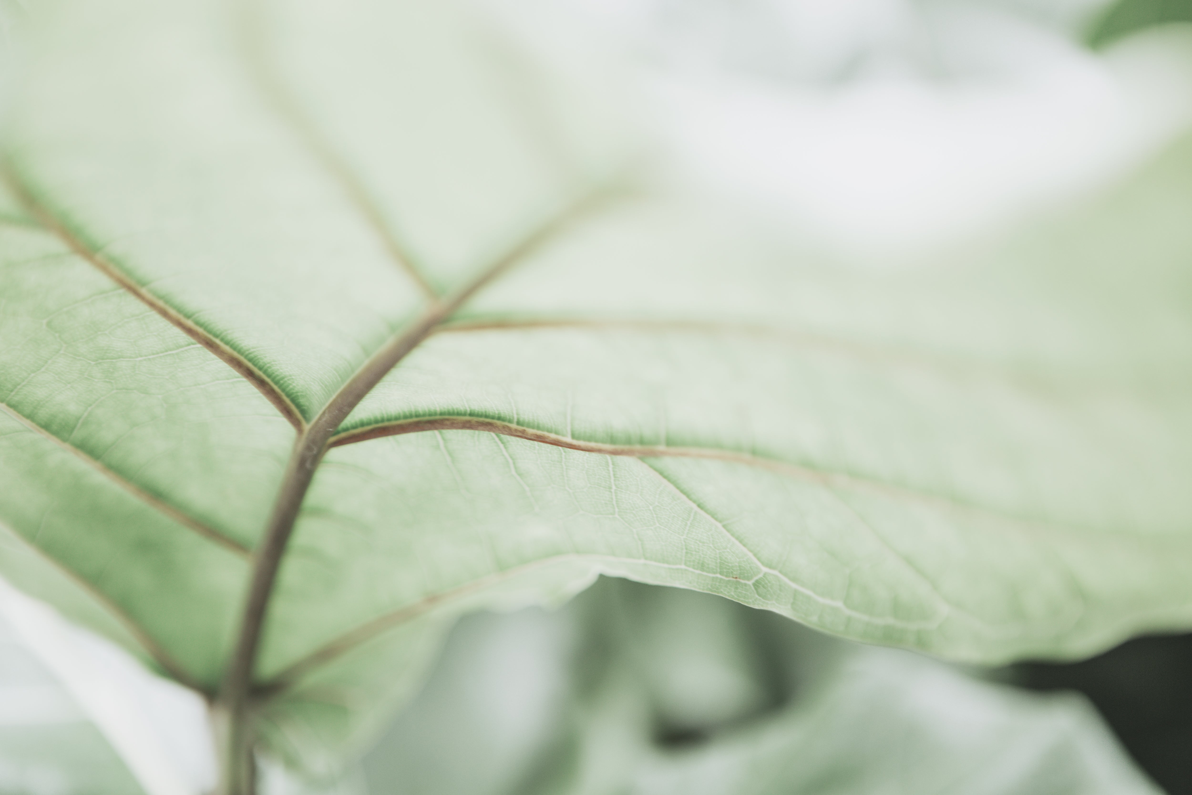 Botanical Abstract No.1, Jules Frazier Fine Art Photograph