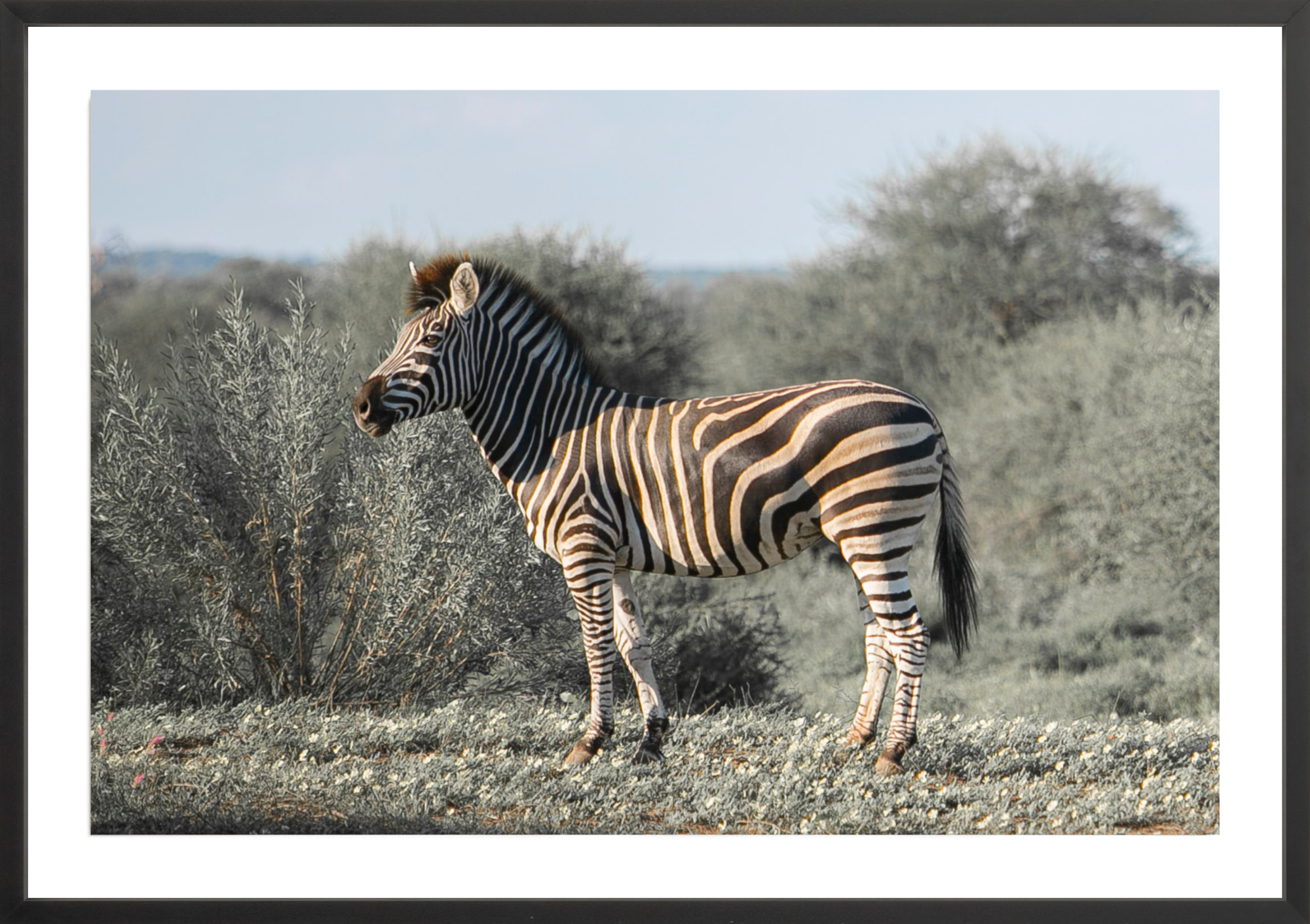 Botswana Zebra, Jules Frazier Fine Art Photograph