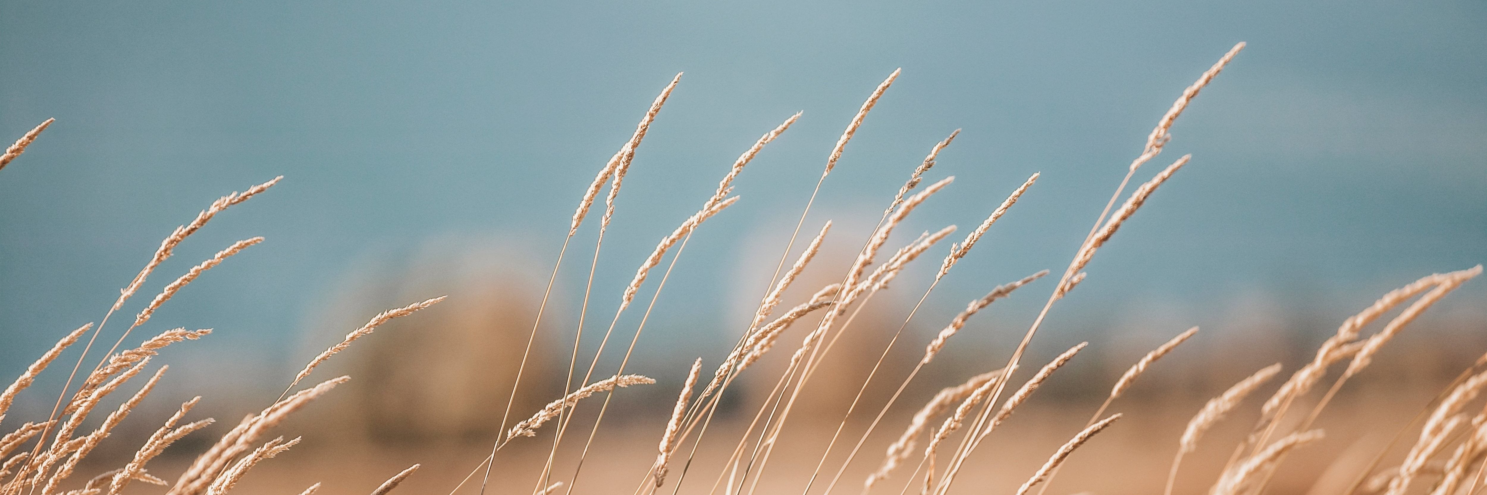 Grass of Yellowstone, Jules Frazier Fine Art Photograph