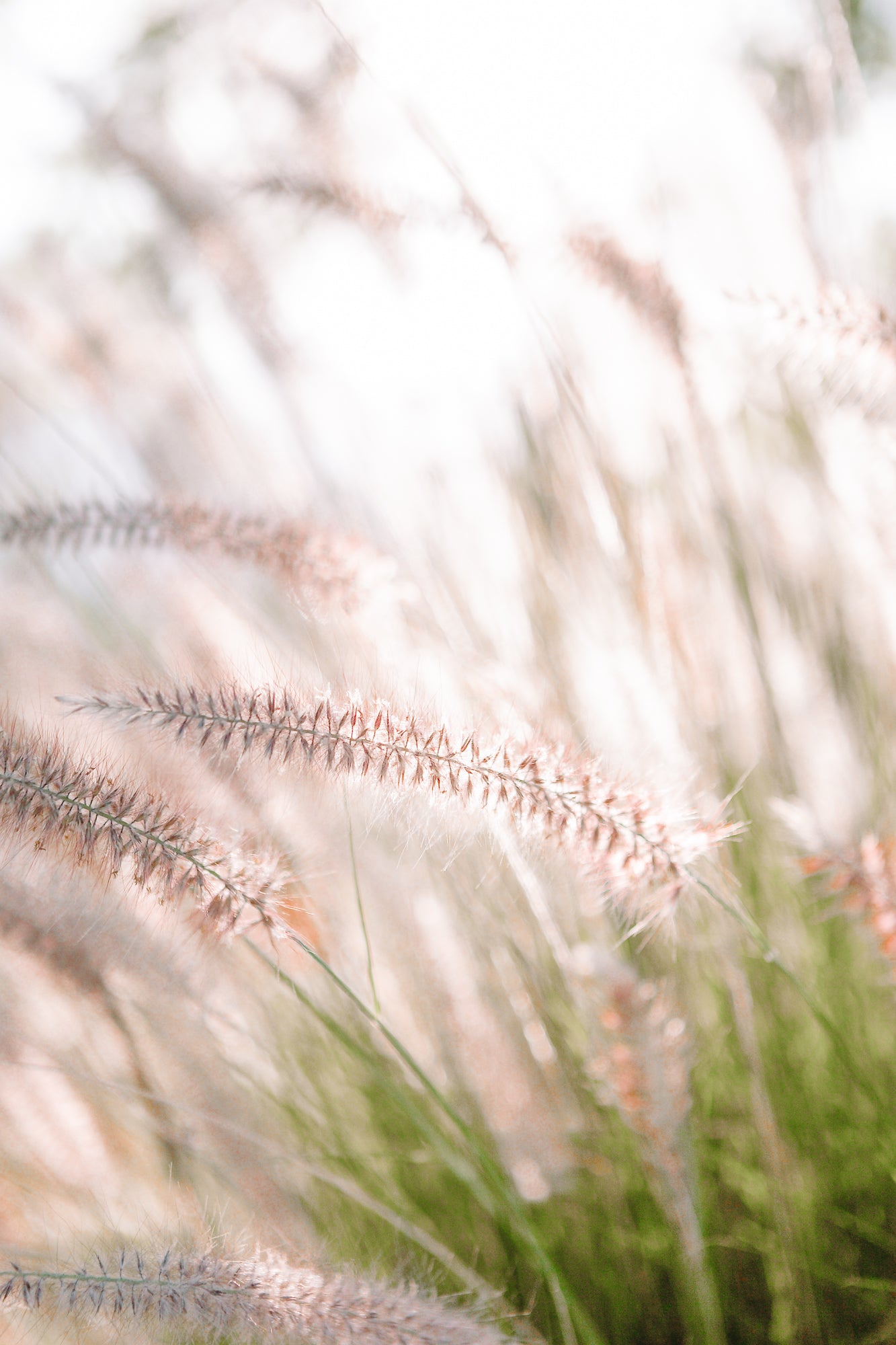 Lavender No.1, Jules Frazier Fine Art Photograph